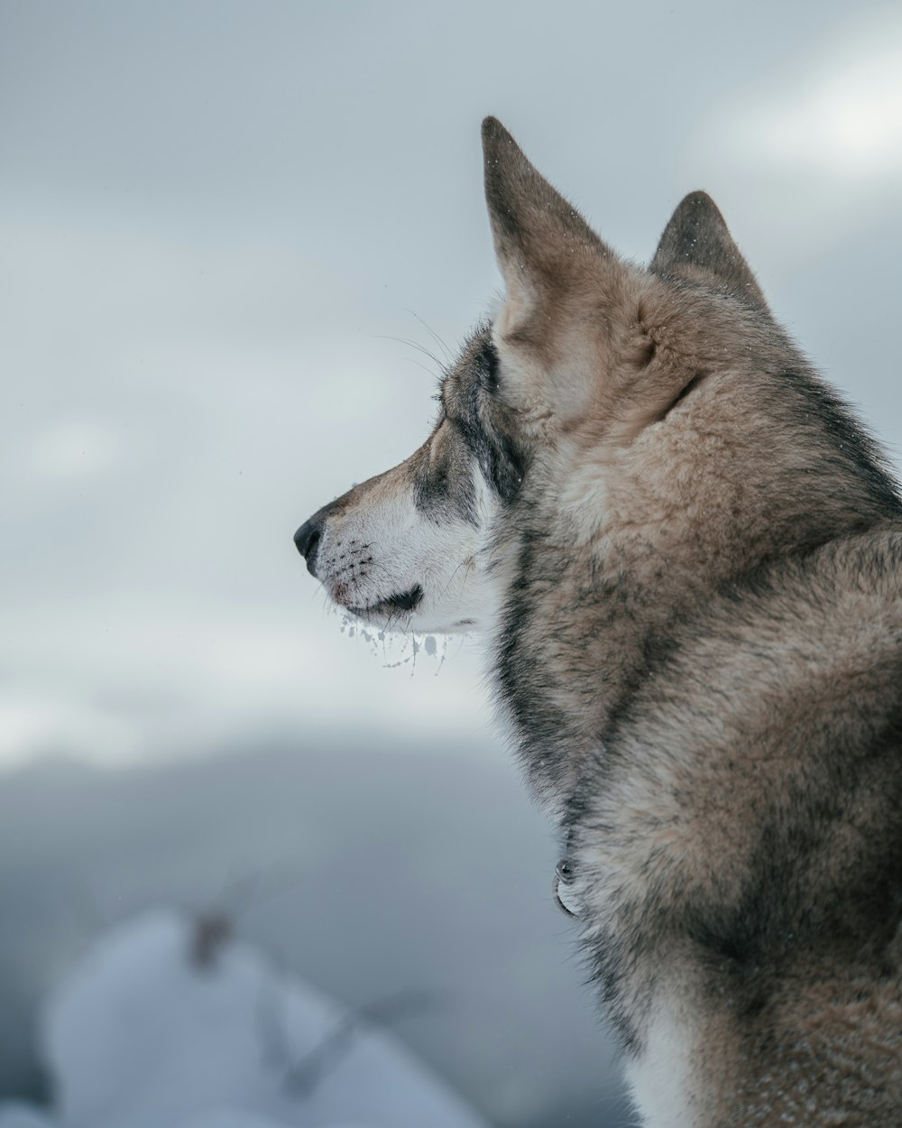 a couple of wolves howling