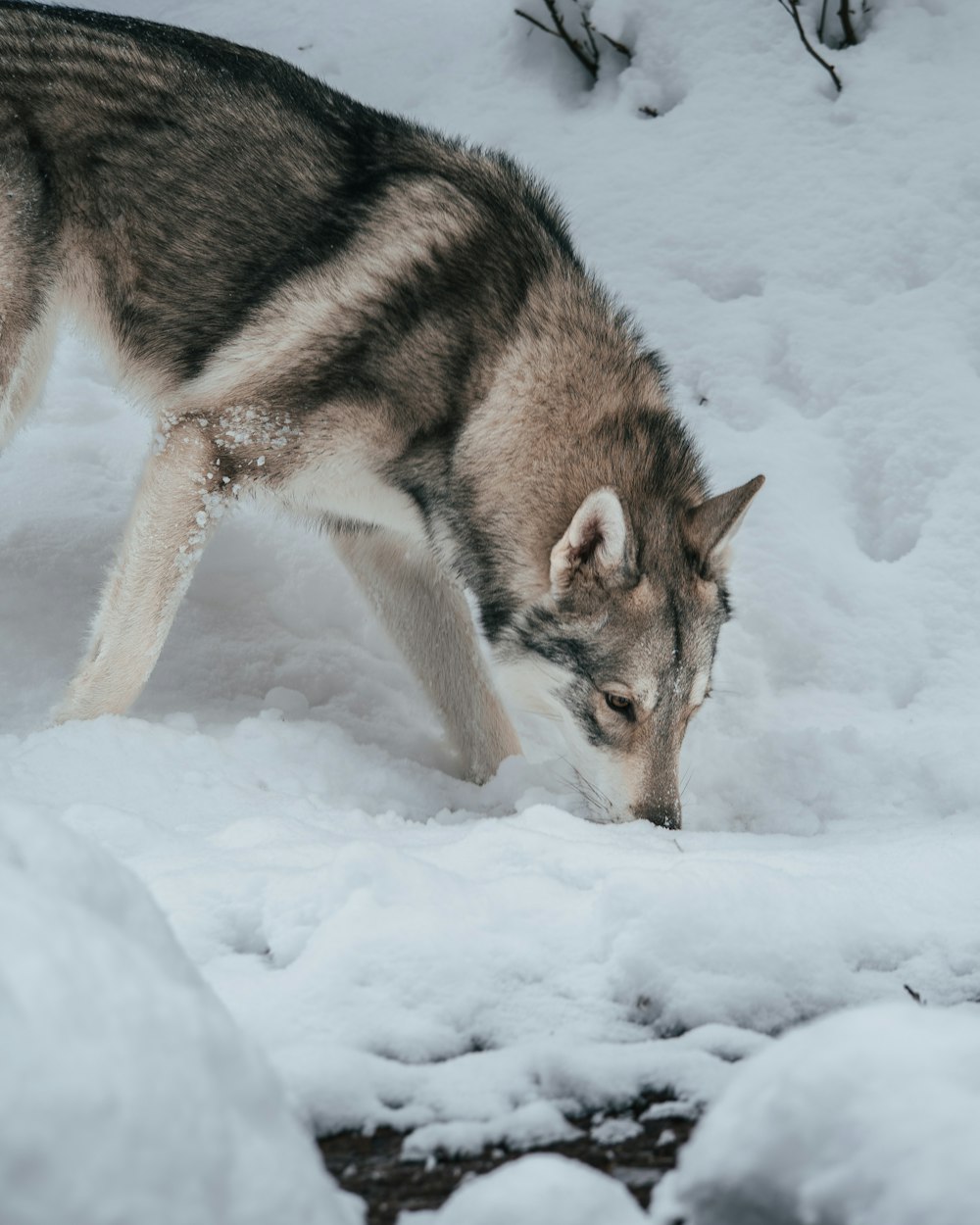 um lobo andando na neve