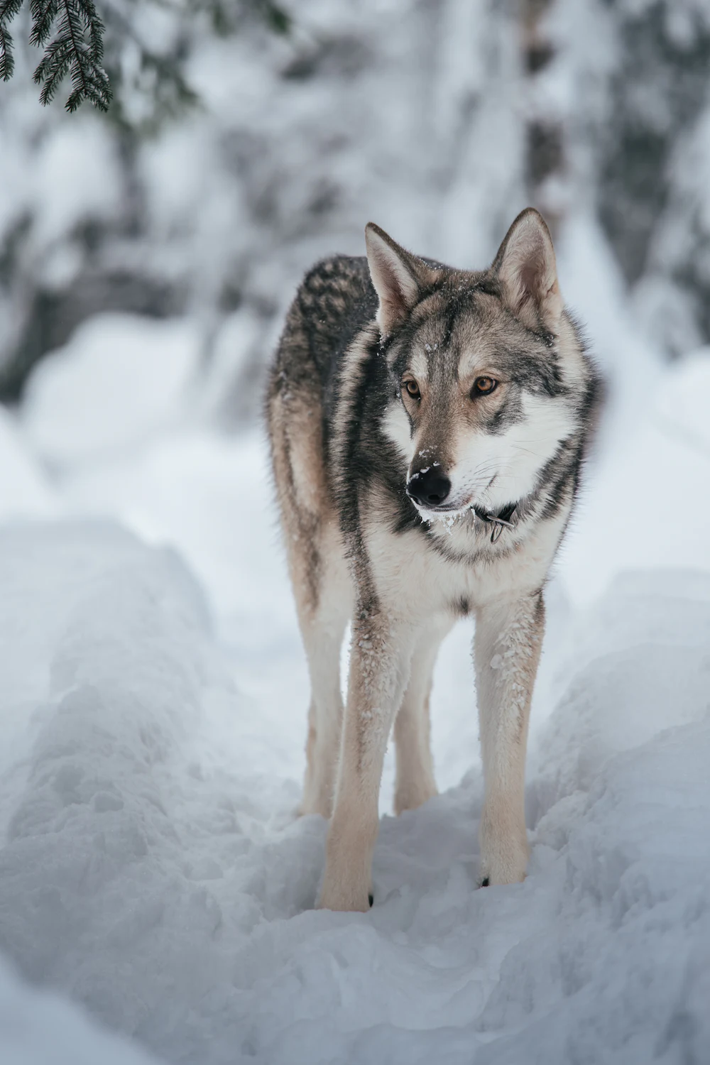 Saarloos Wolfdog, photo 2