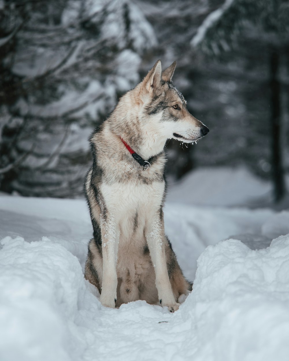 Ein Hund steht im Schnee