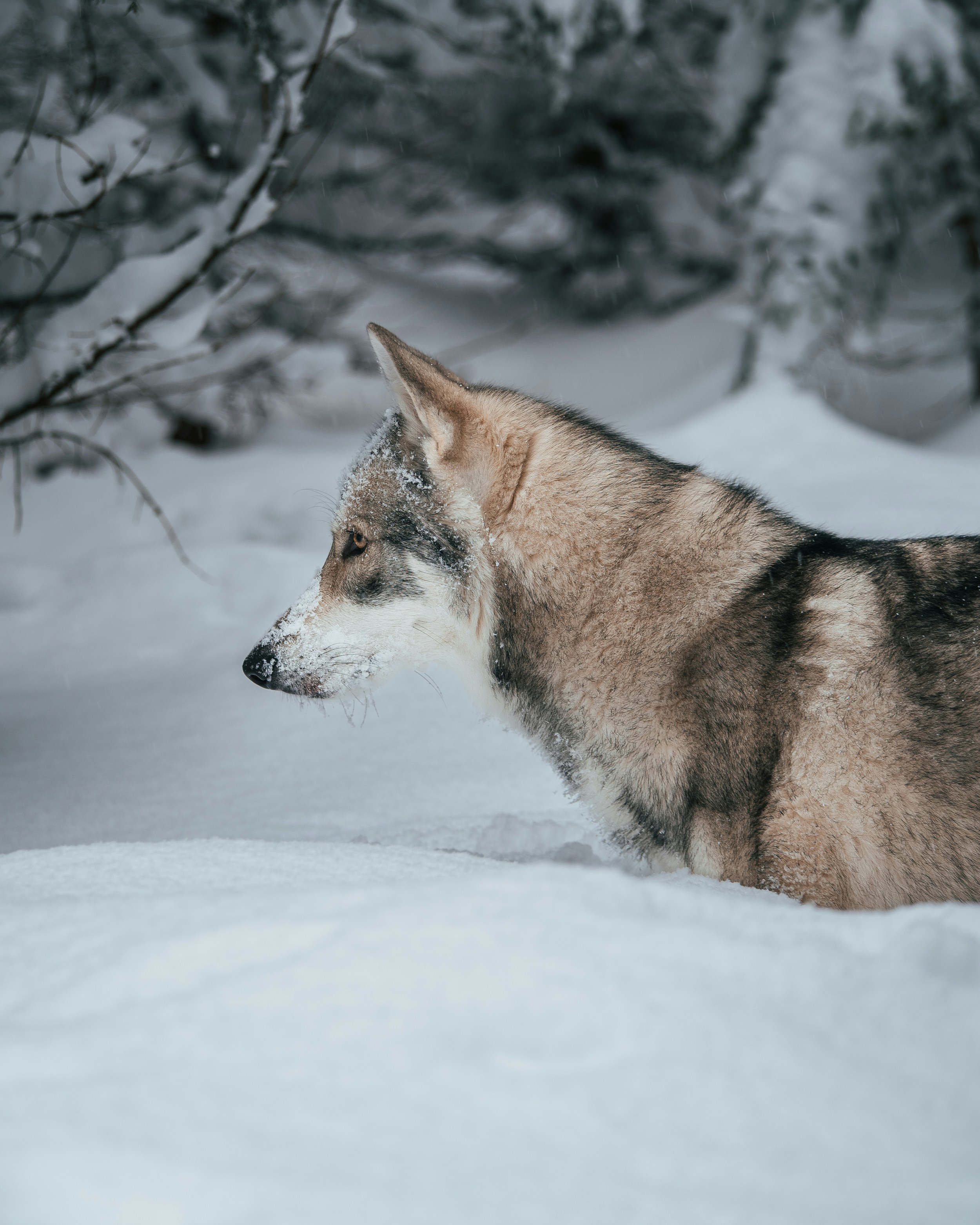 Photo by honzareznik