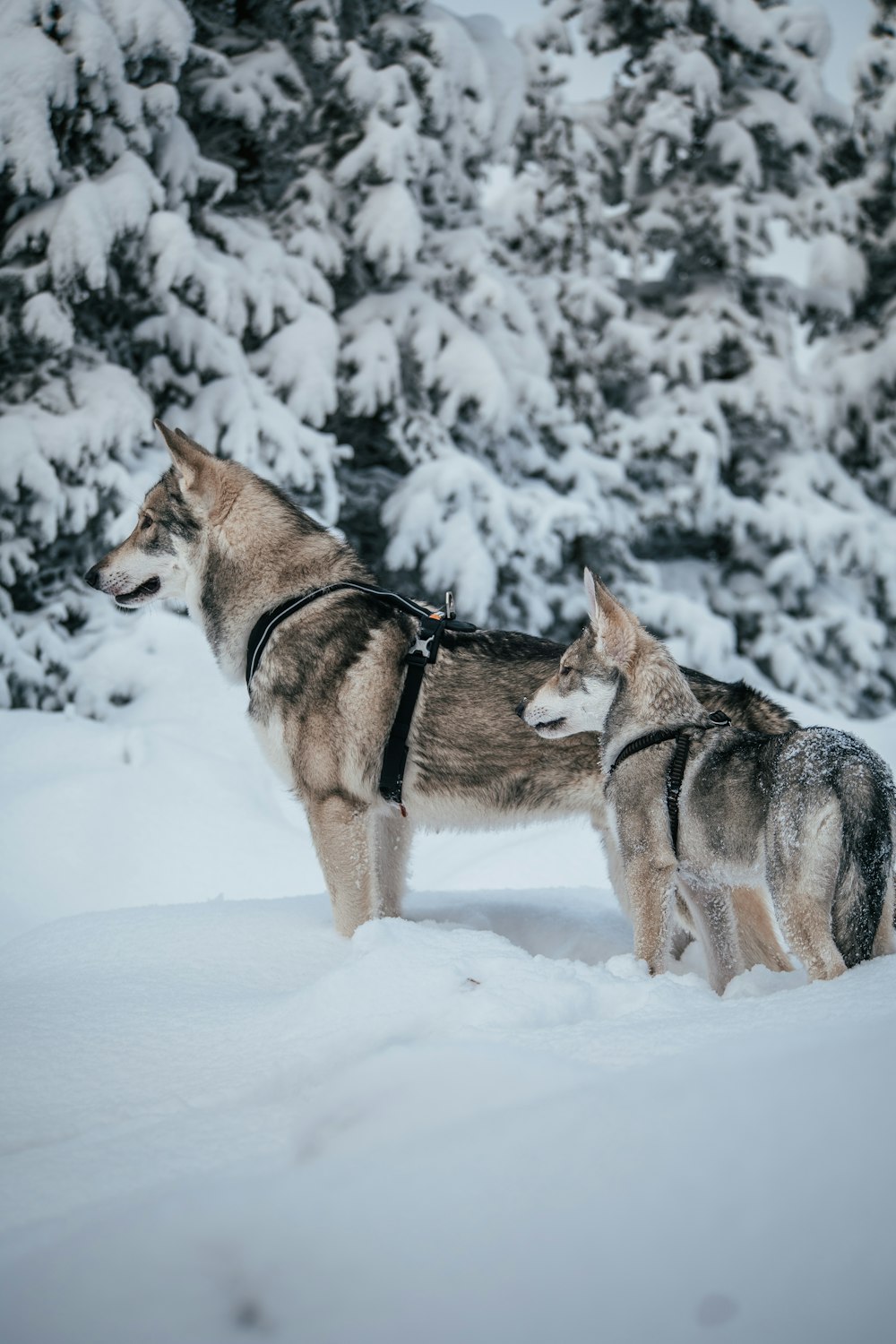 Dos perros en la nieve