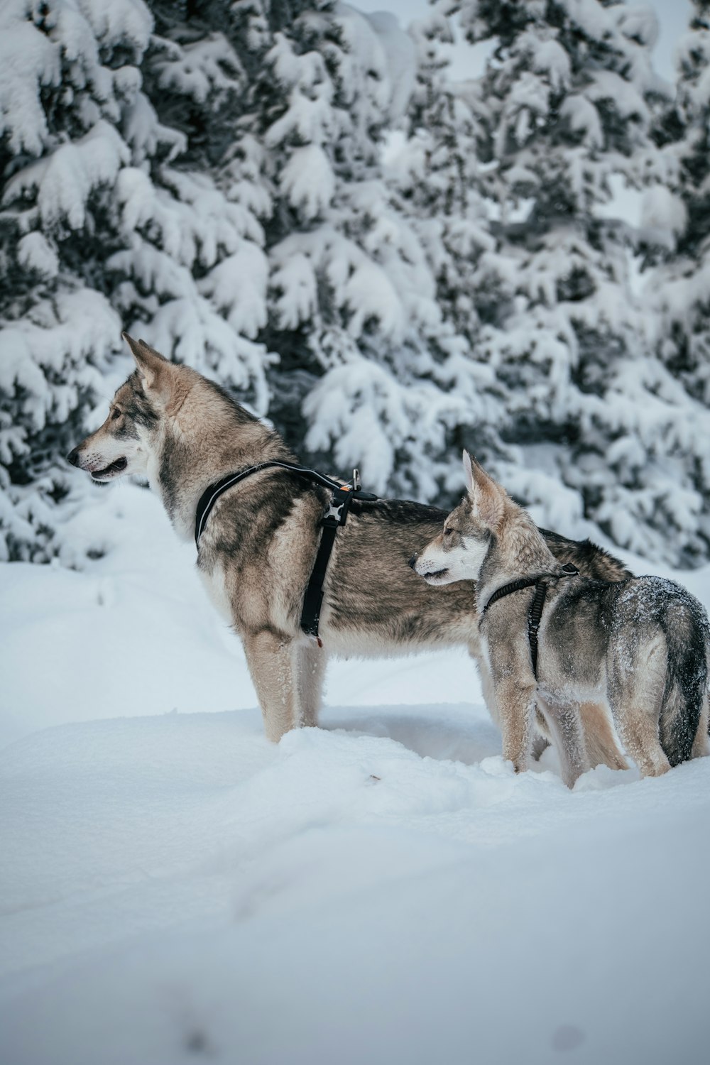 two dogs in the snow