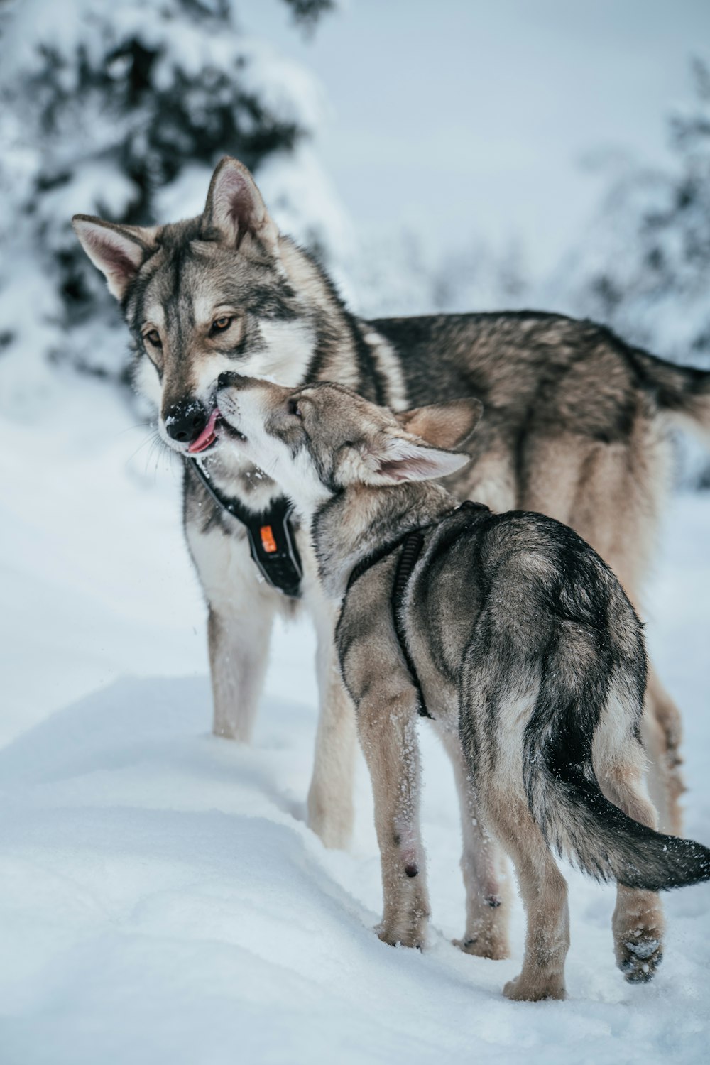 um cão segurando um gato em sua boca na neve