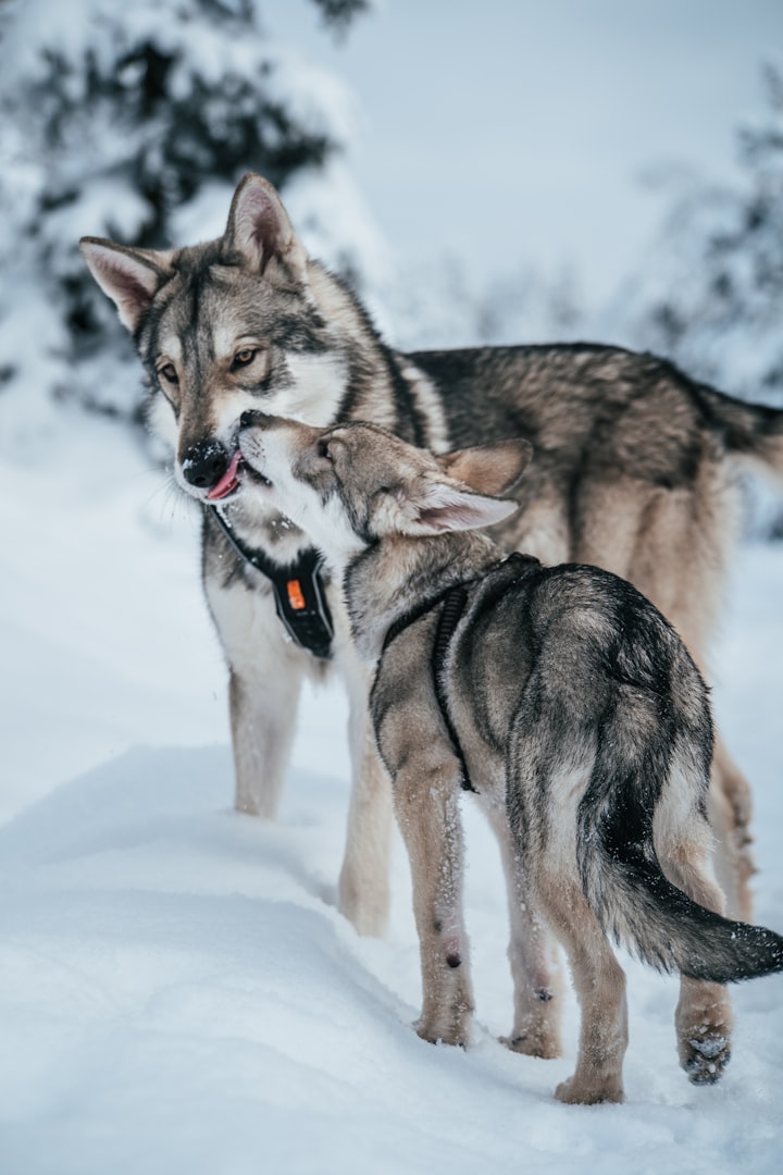 Pups at Play