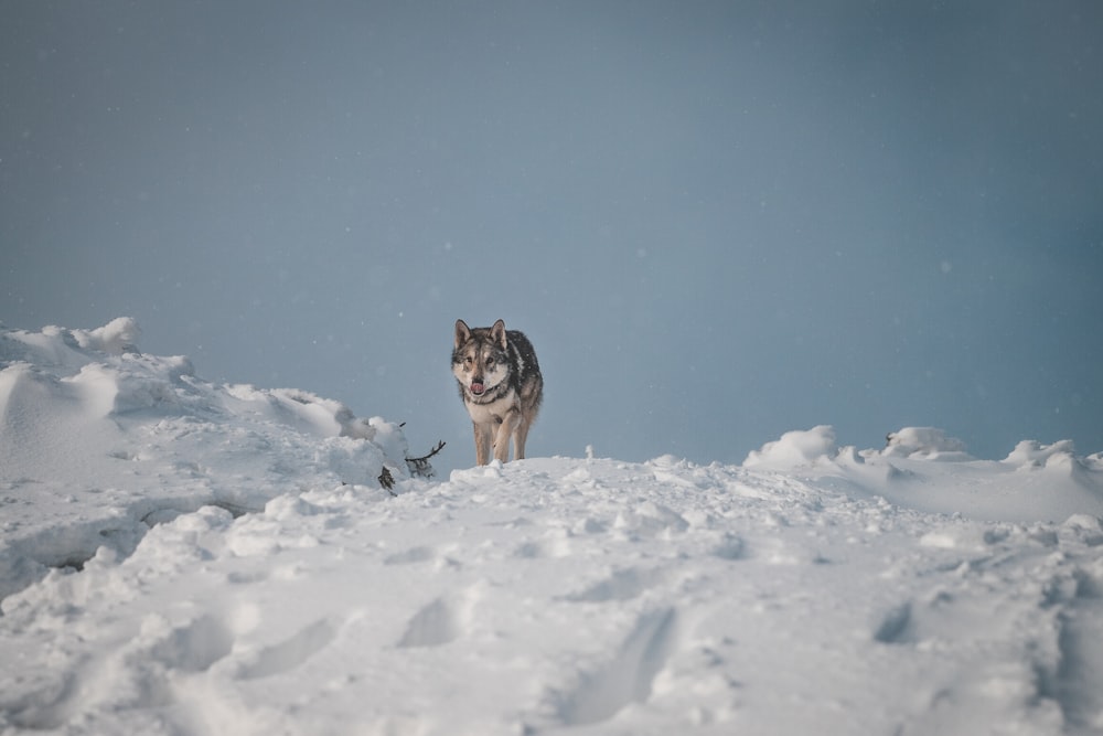 un chien debout dans la neige