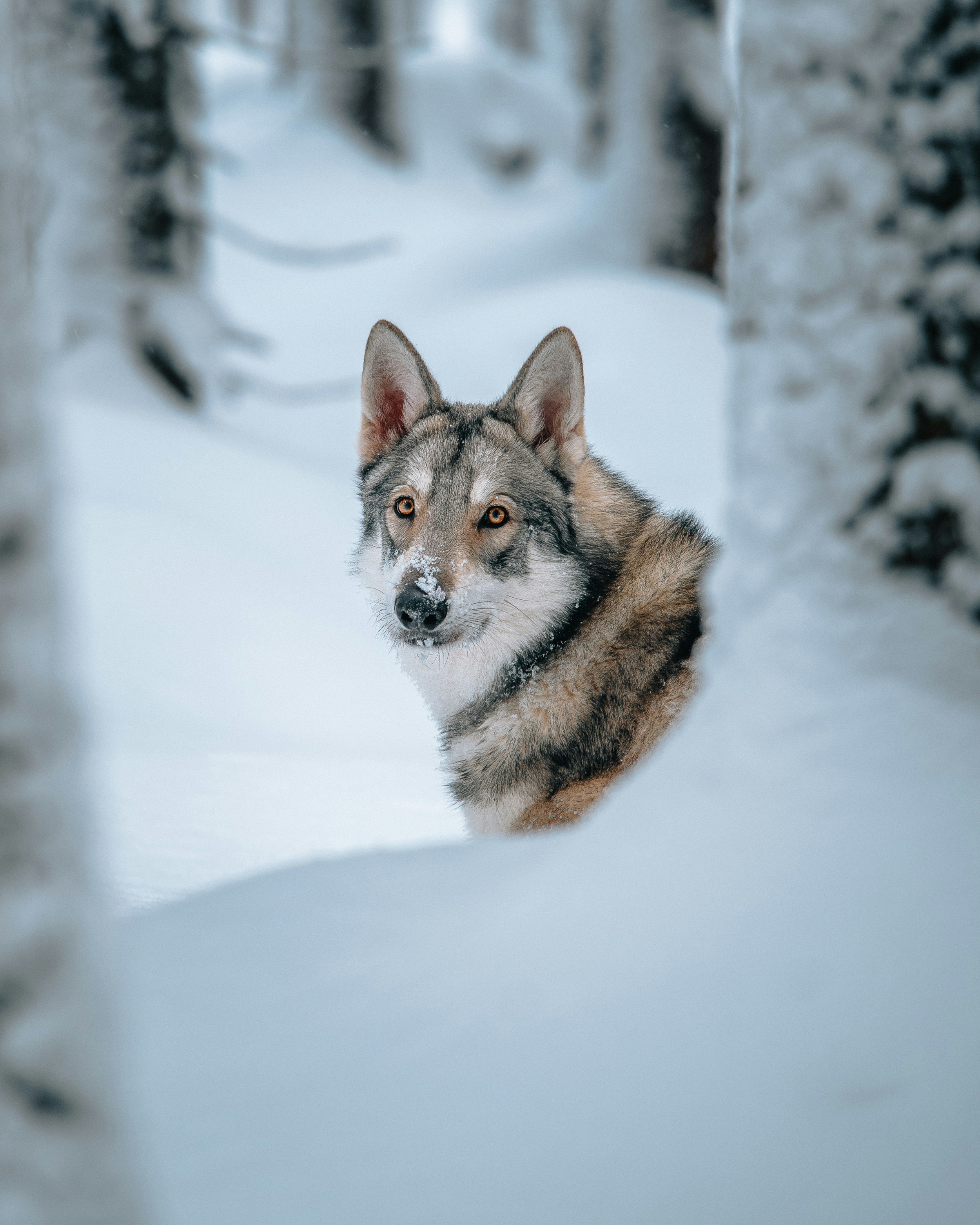 Photo by honzareznik