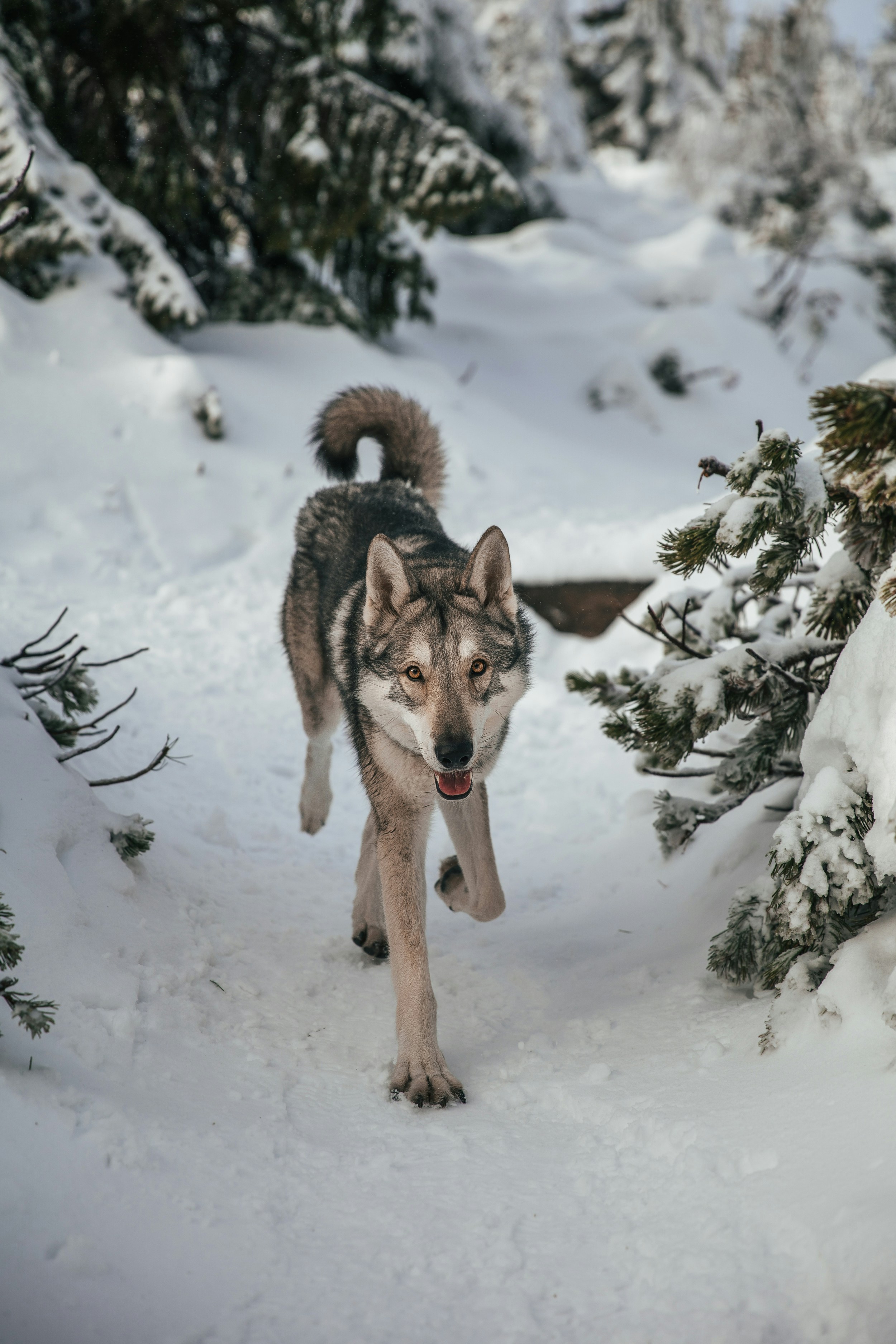 Photo by honzareznik