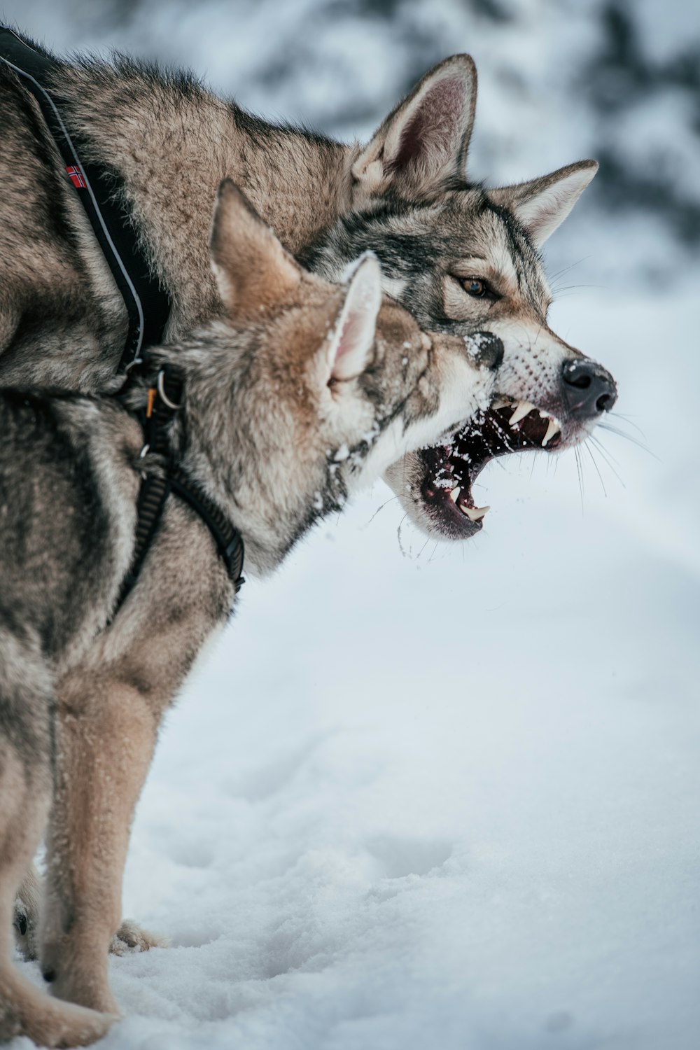 a dog biting another dog