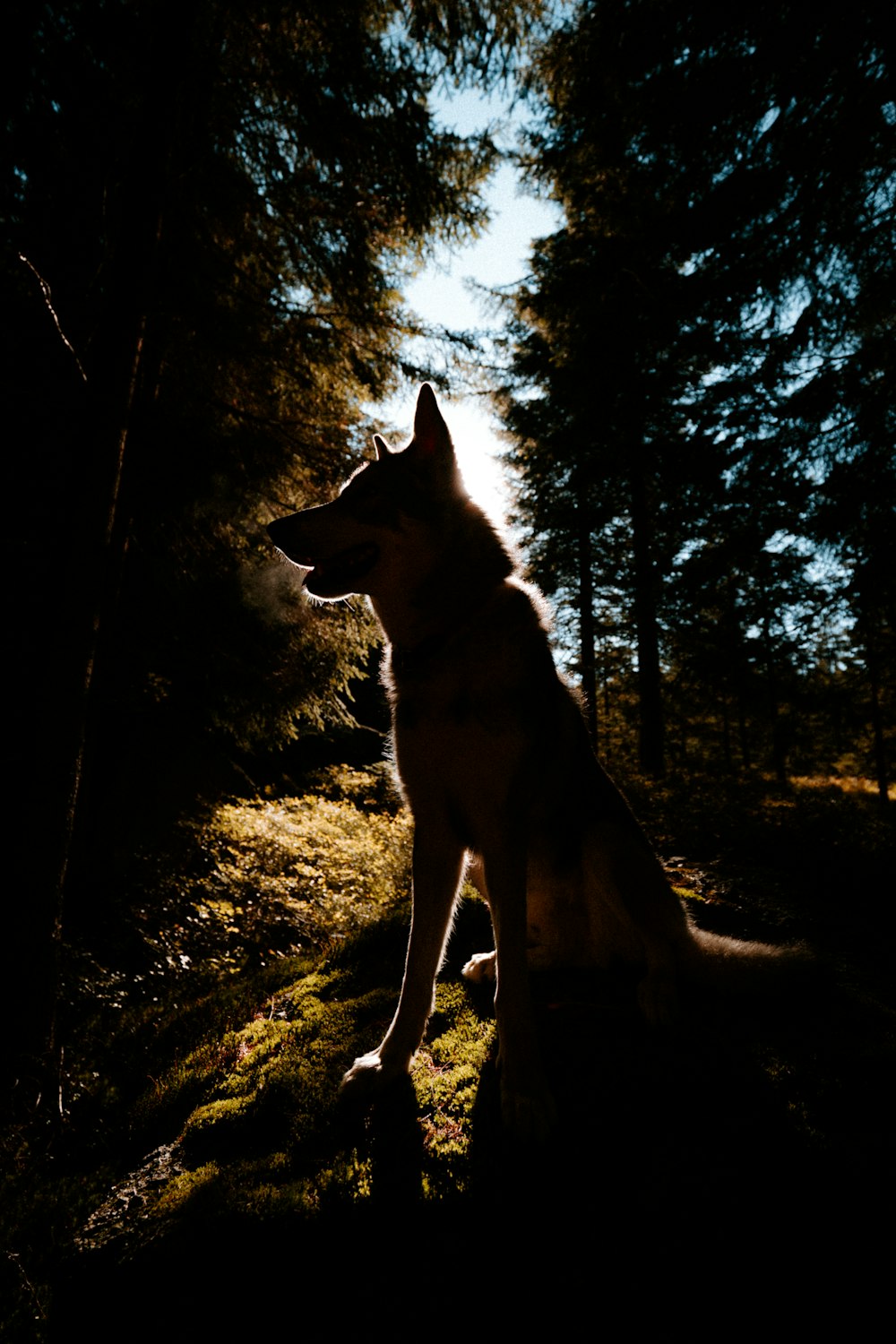 a dog standing in the woods