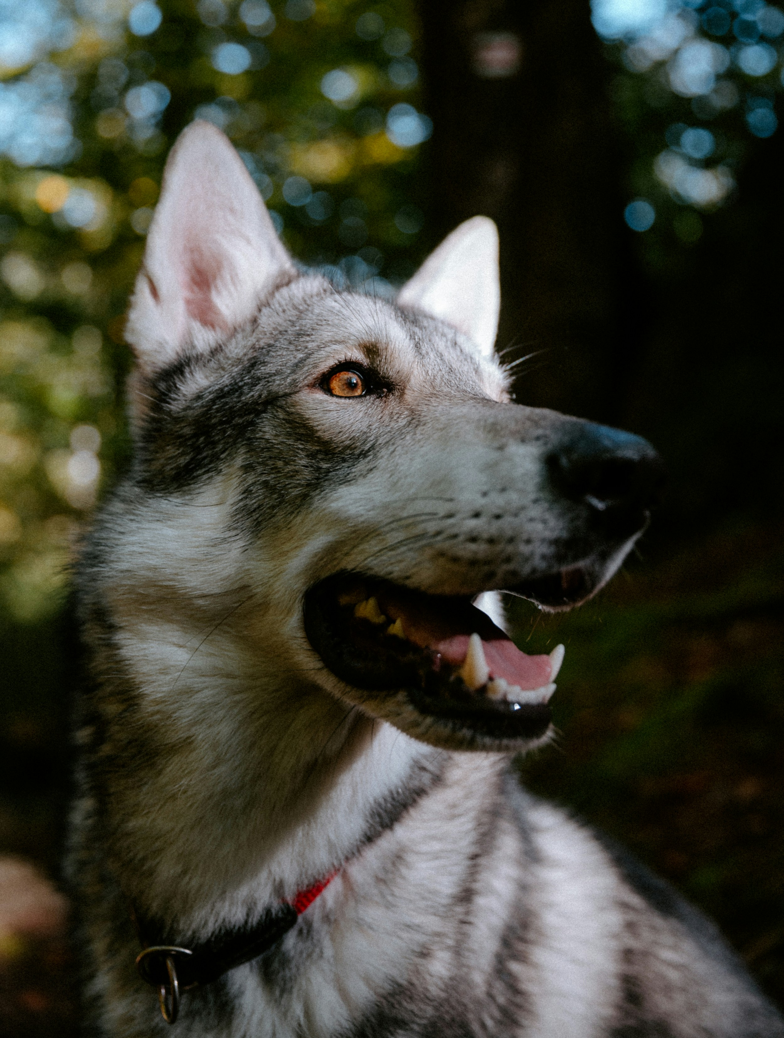 Photo by honzareznik