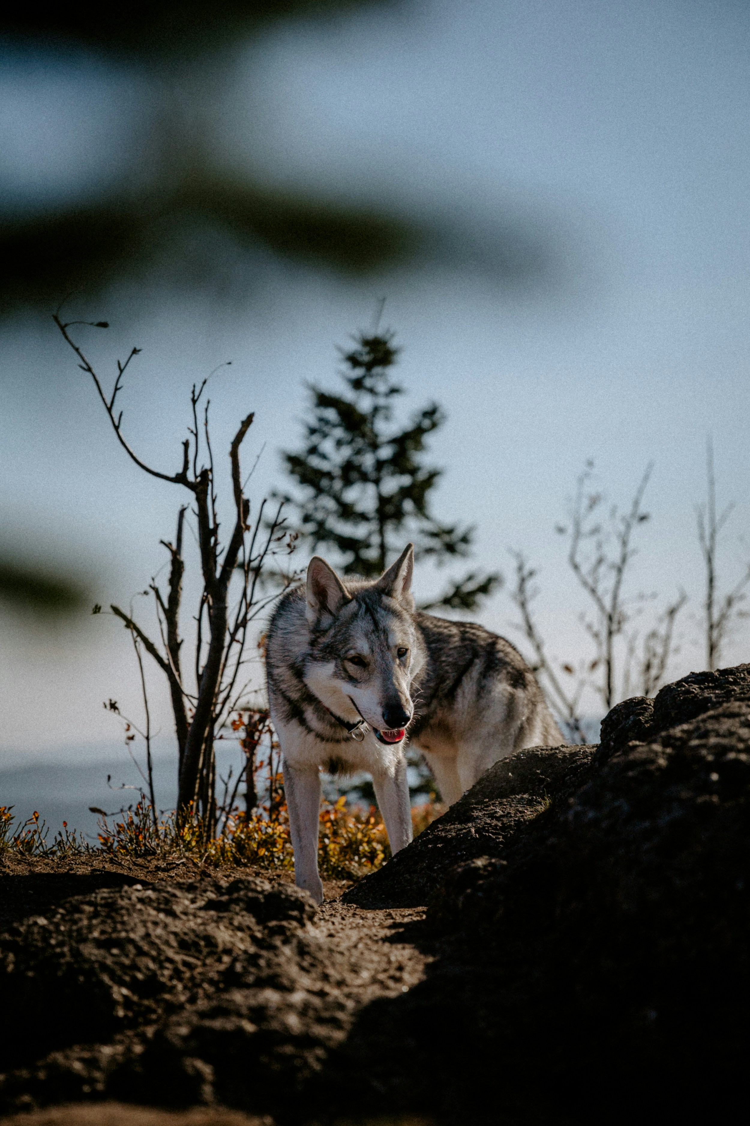 Photo by honzareznik