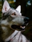 a wolf with its mouth open