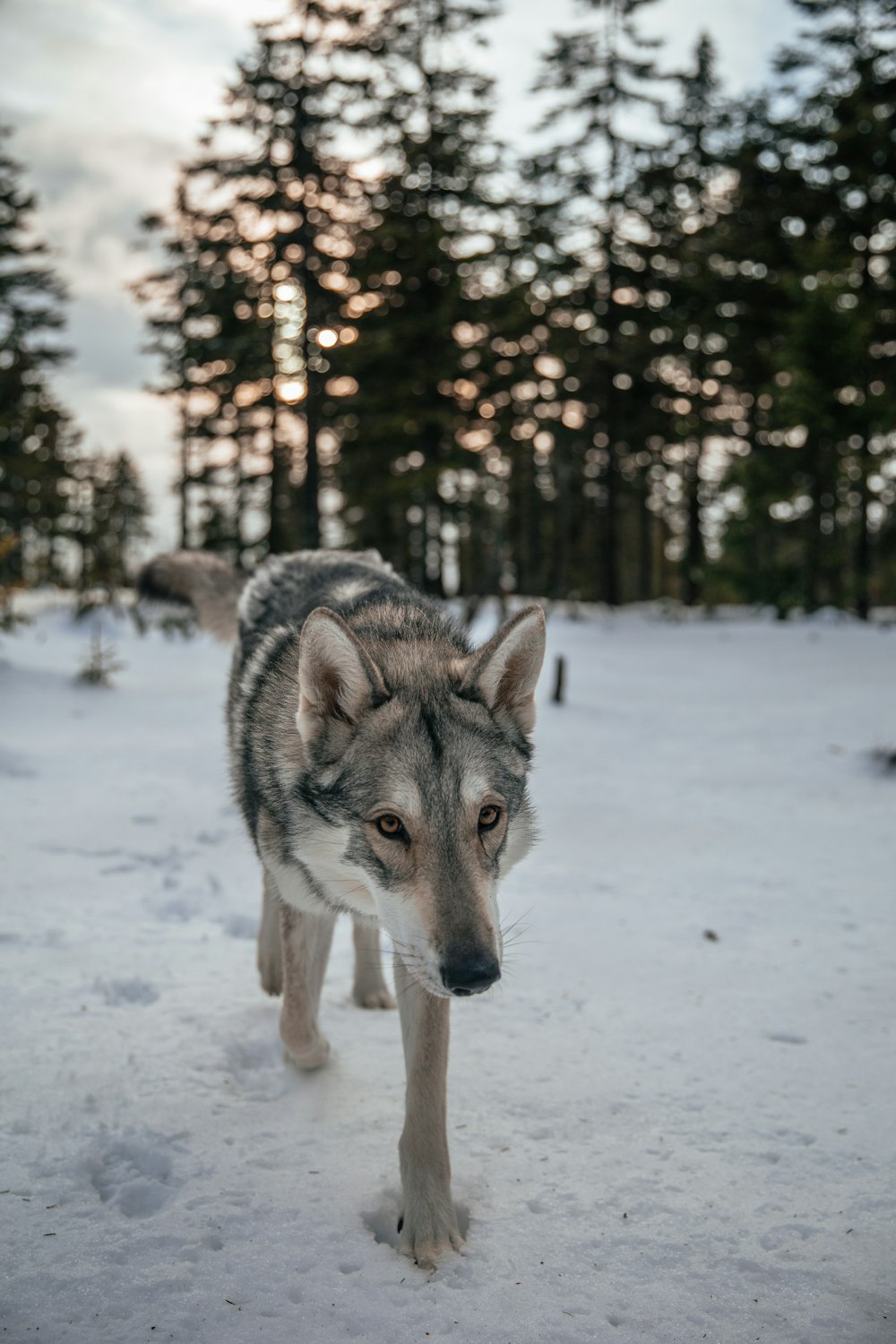 um lobo andando na neve