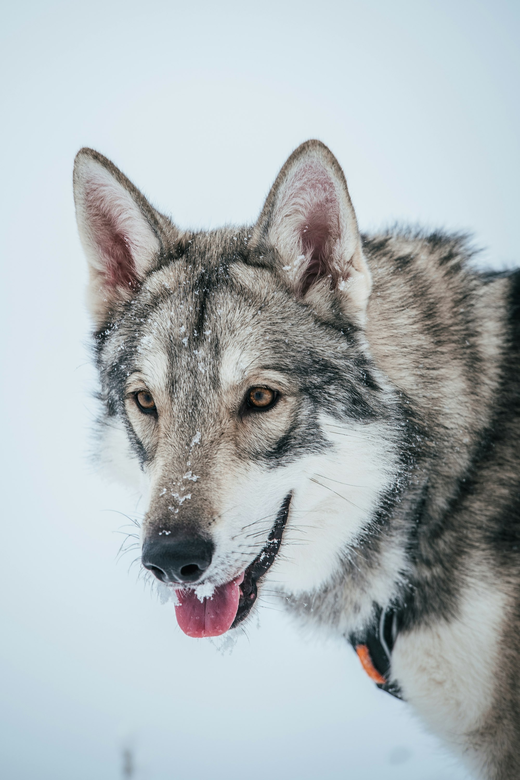 a Saarloos Wolfdog with its tongue out