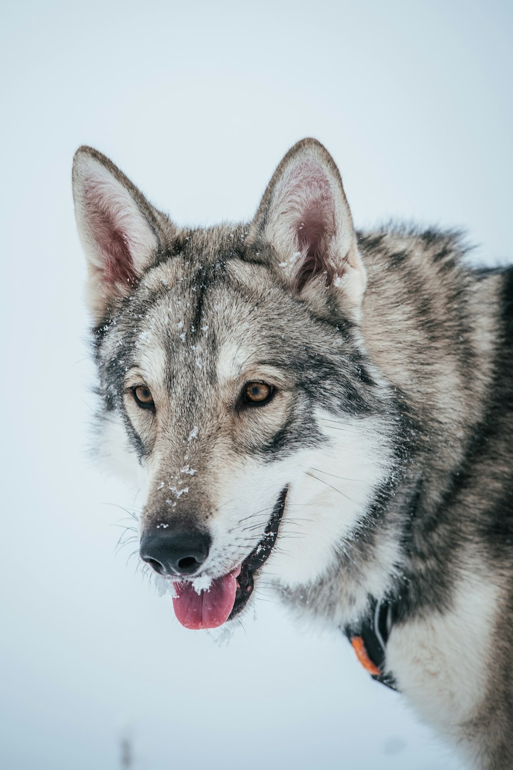 Winter Wolves Pictures | Download Free Images on Unsplash