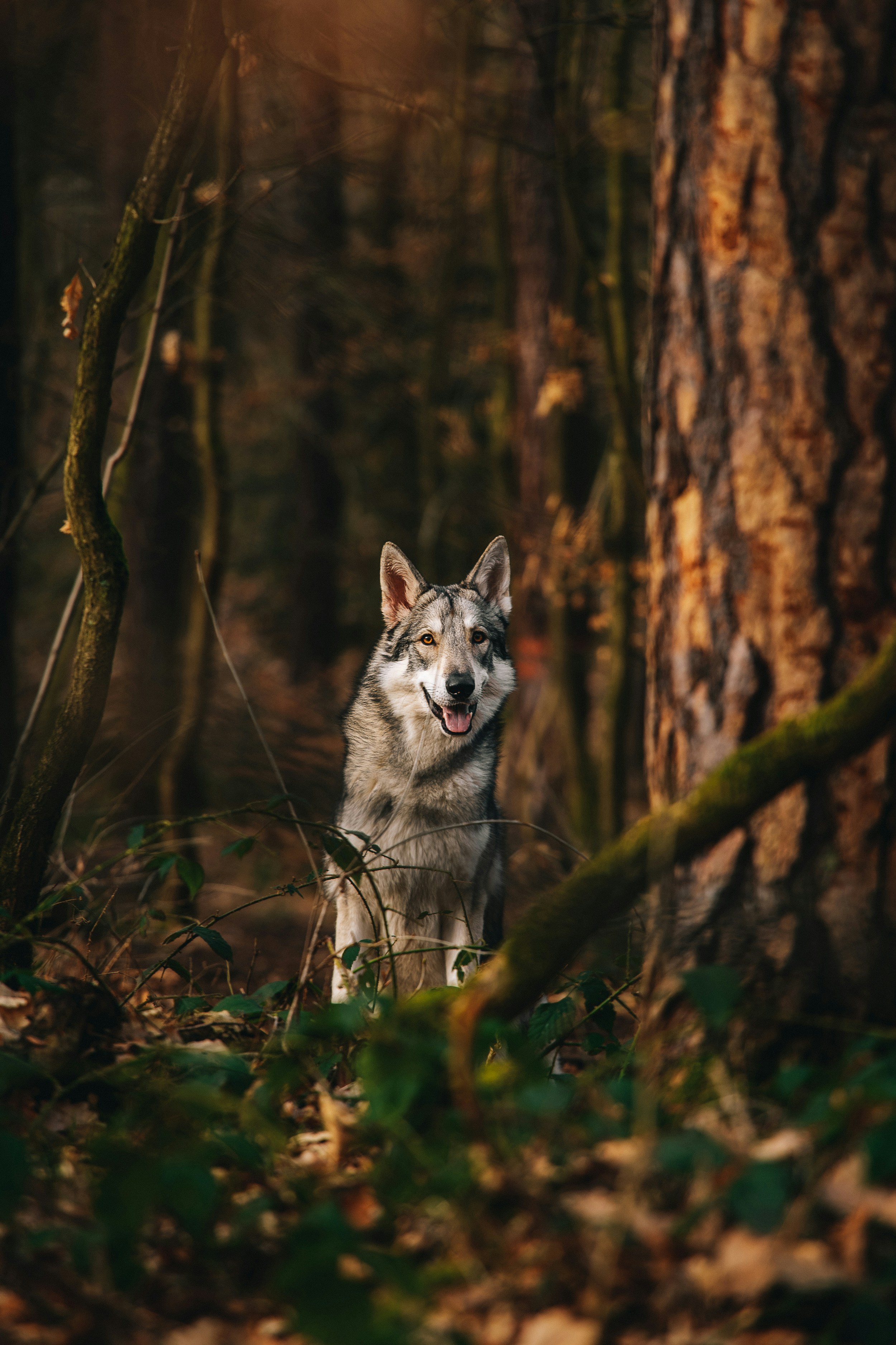 Photo by honzareznik