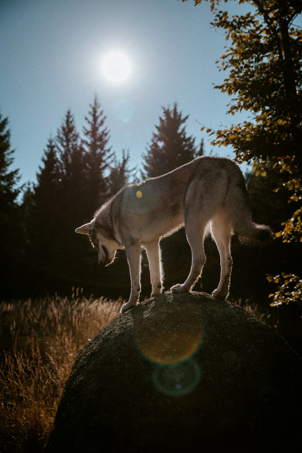 a statue of a deer on a rock