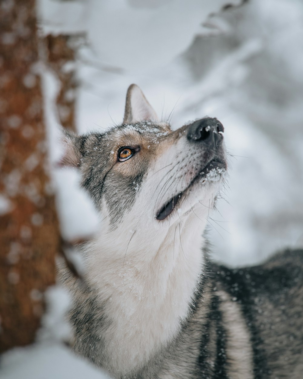 Ein Wolf im Schnee