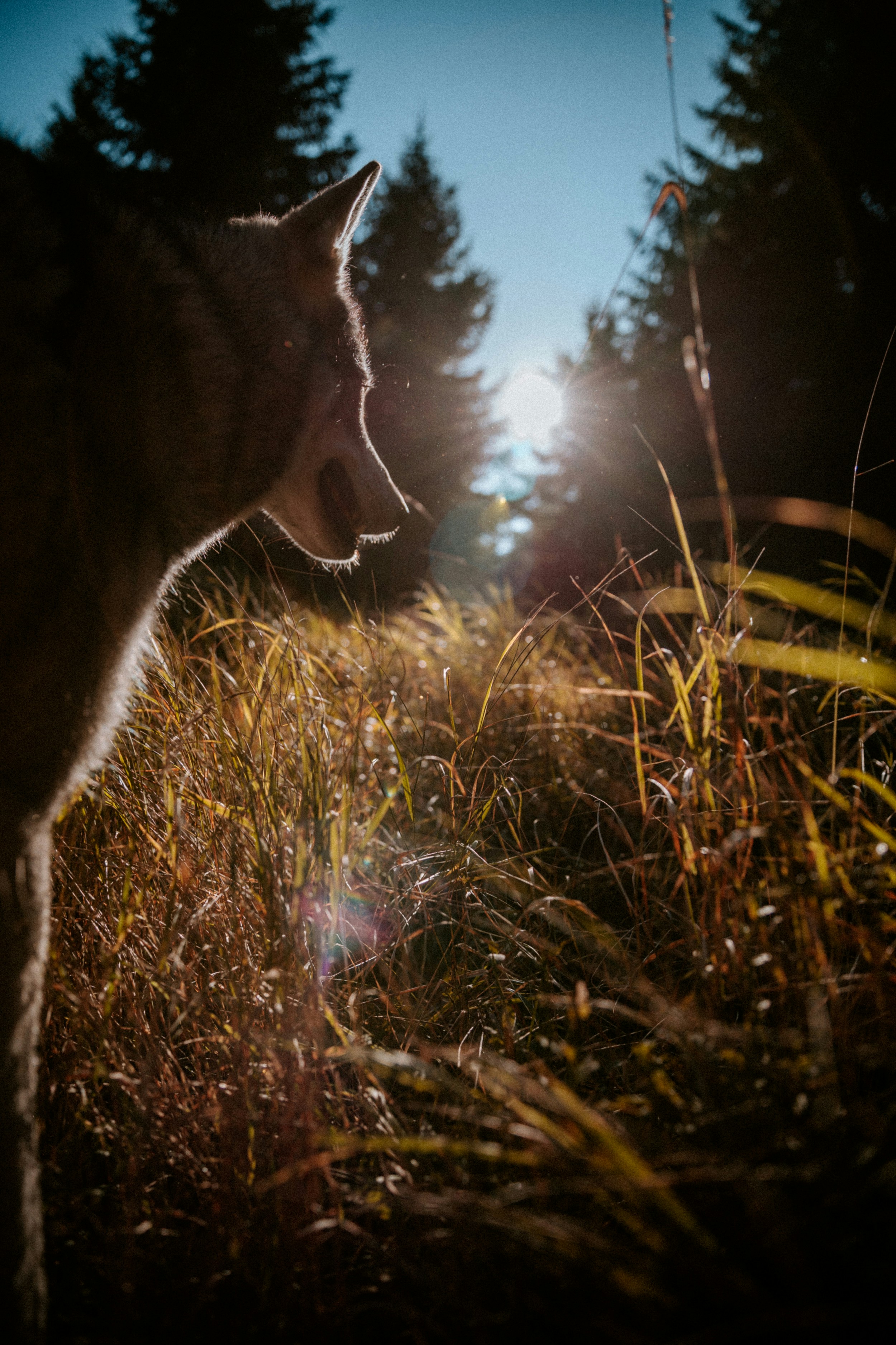 Backlit wolf silhouette among tall grass with the sun flare peeking behind, set against distant pines.