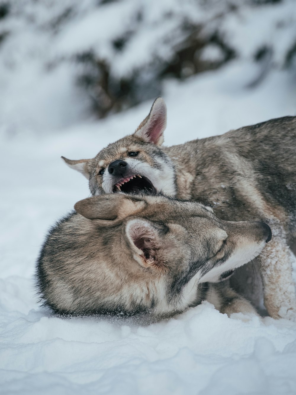 a couple of foxes lying in the snow