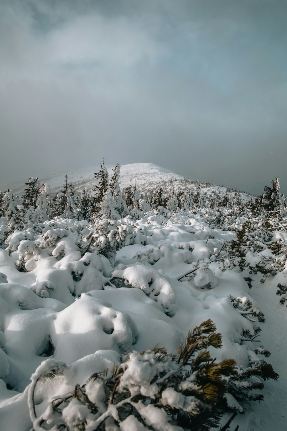 a snowy mountain with trees