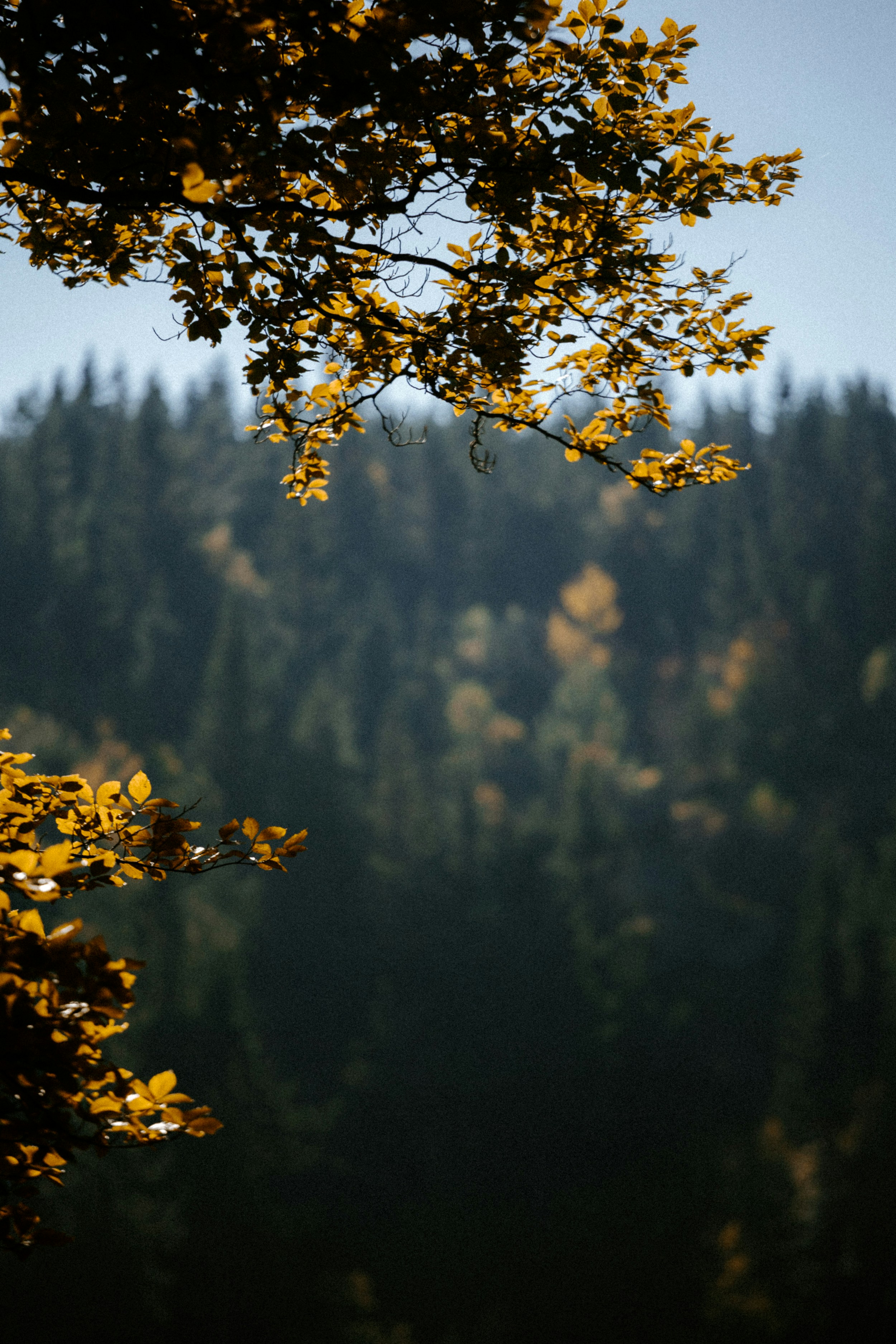 Photo by honzareznik