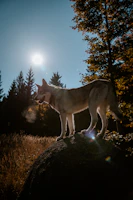 A majestic Cane Corso standing tall in a sunlit Italian countryside.