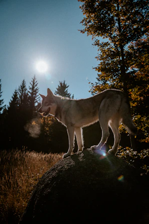 A majestic Cane Corso standing tall in a sunlit Italian countryside.