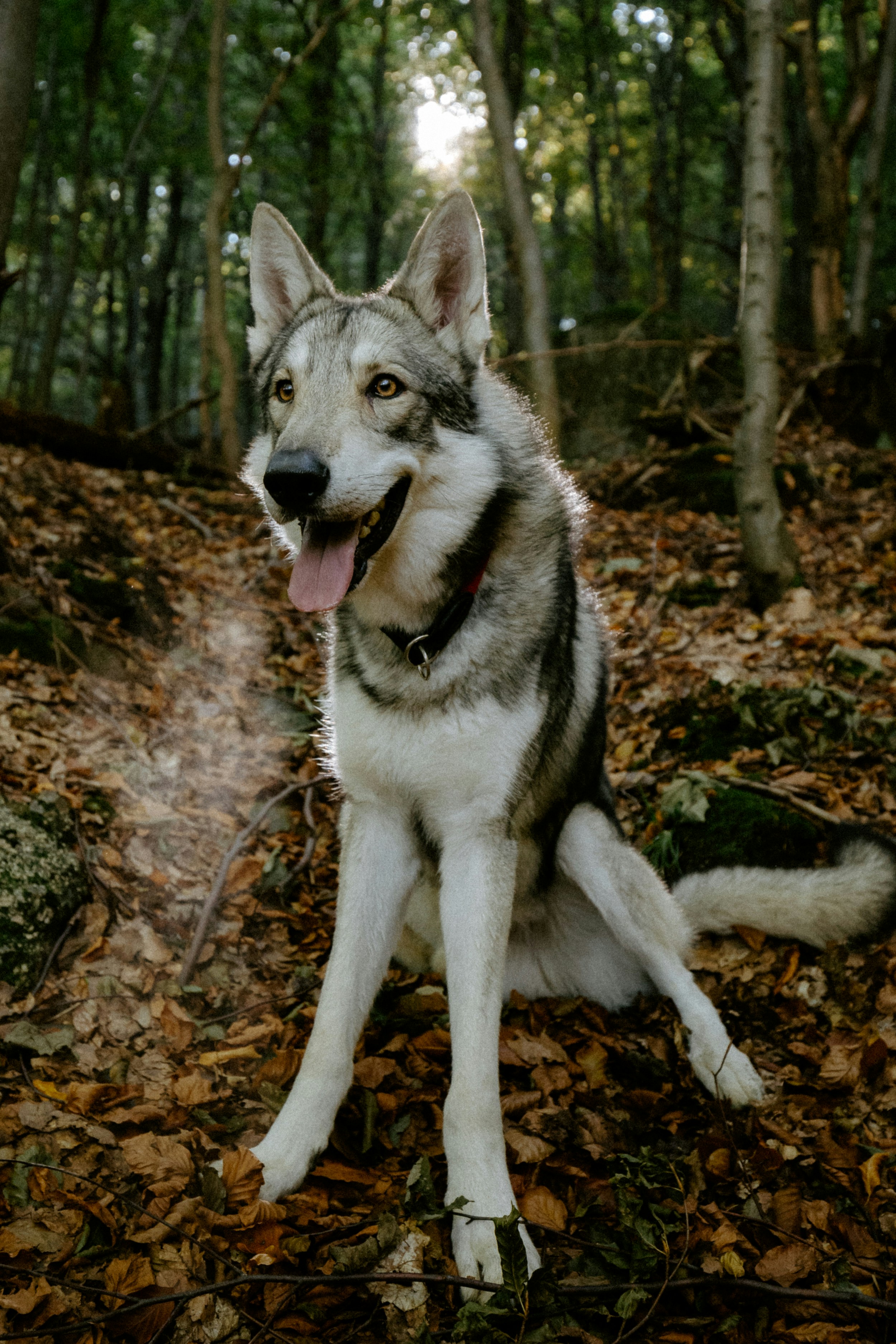 Photo by honzareznik