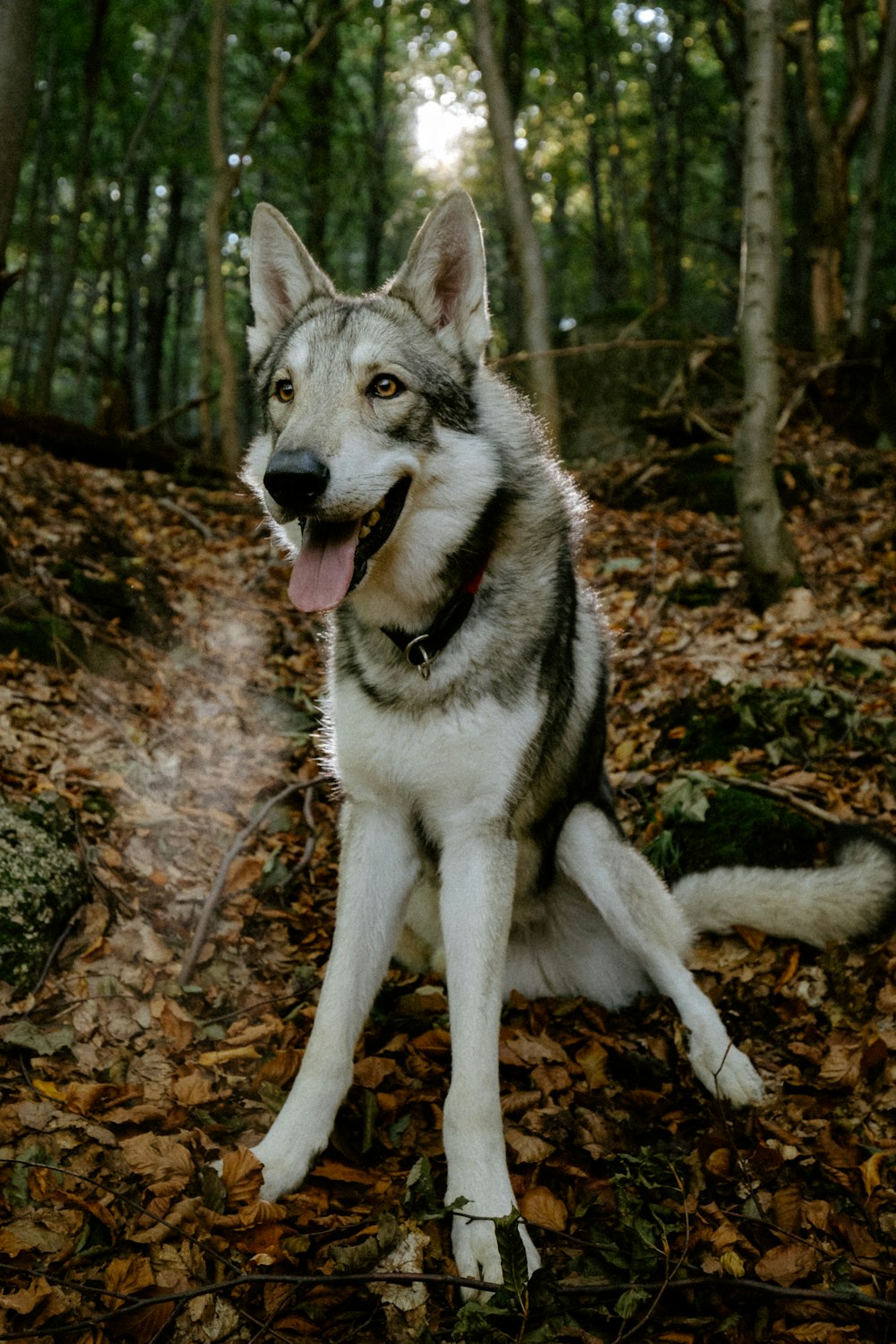 a dog sitting in a forest