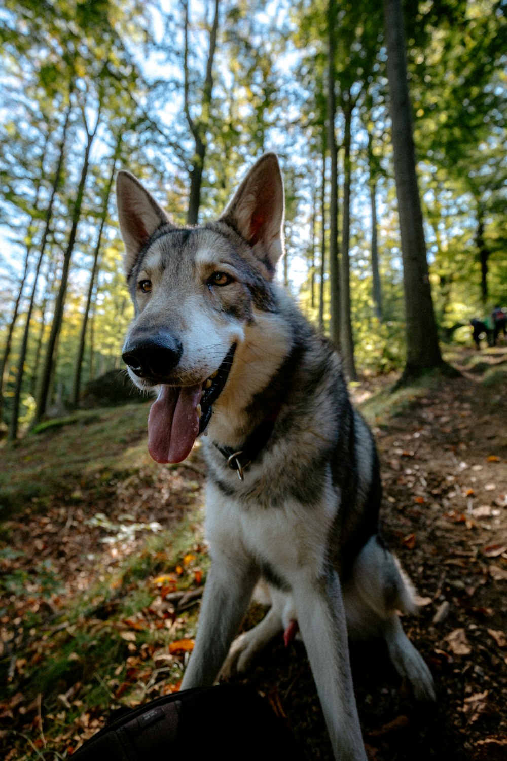 a dog sitting in the woods