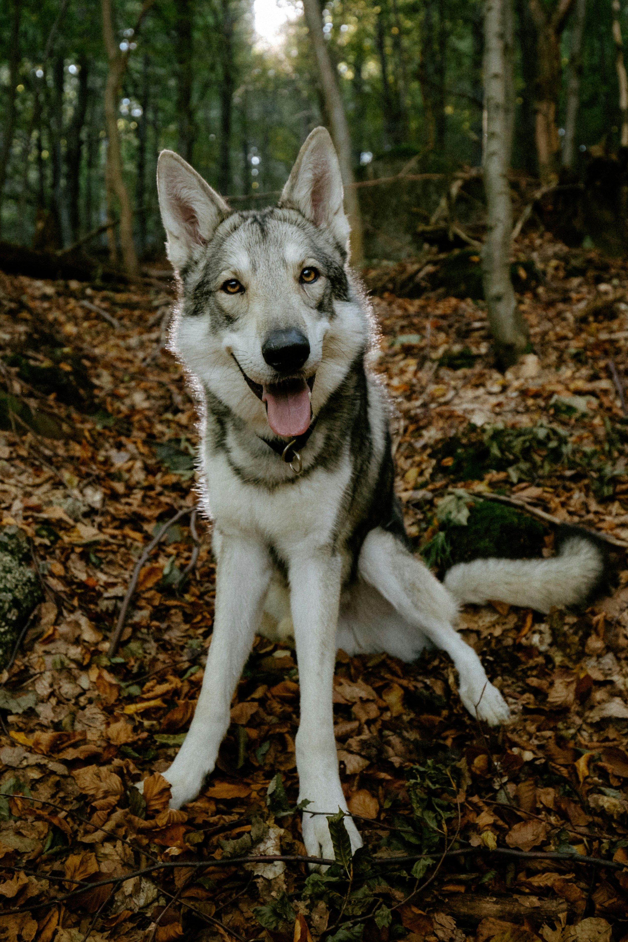 Photo by honzareznik