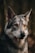 A close-up of a wolf with striking amber eyes and thick gray fur. The background is blurred and consists of natural, earthy tones, emphasizing the sharp features of the animal.