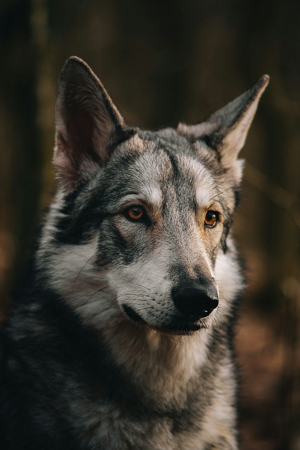 a wolf looking at the camera