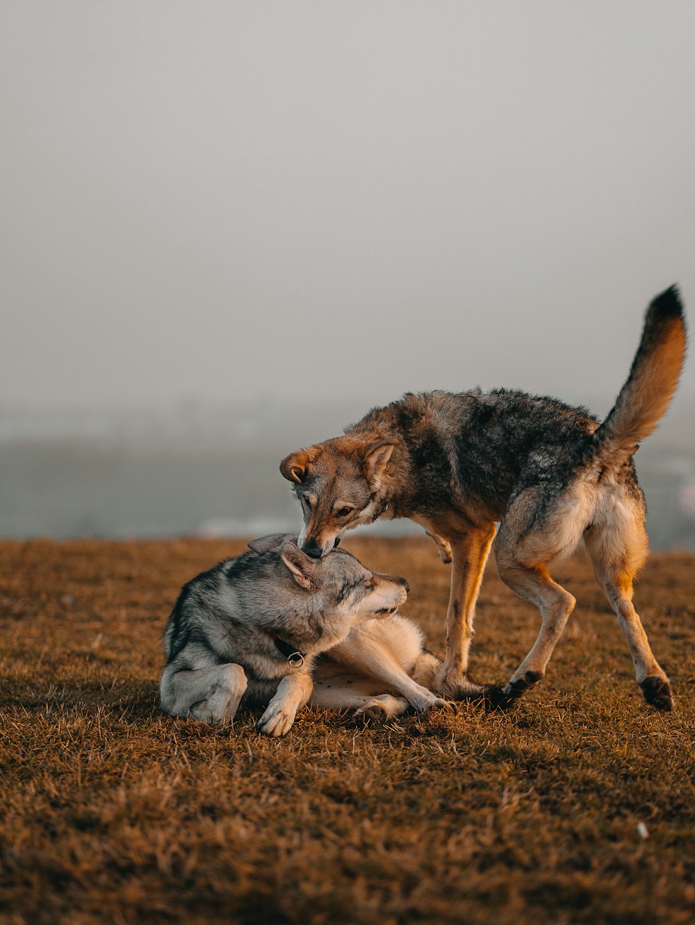 a lion and a lioness playing