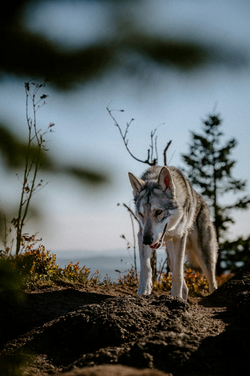 um lobo branco com um nariz vermelho de pé em uma rocha com árvores no fundo