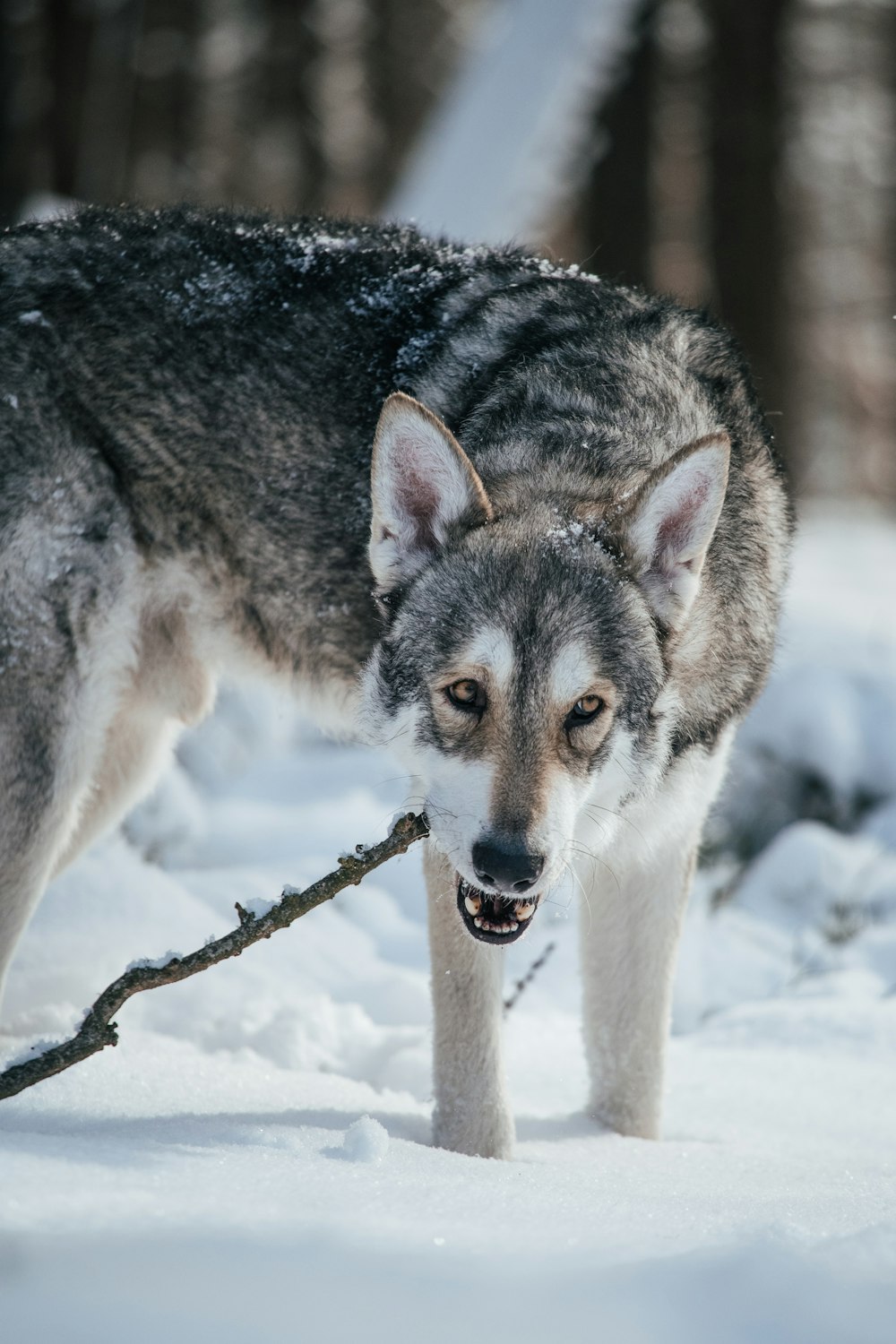 a wolf with a stick in its mouth
