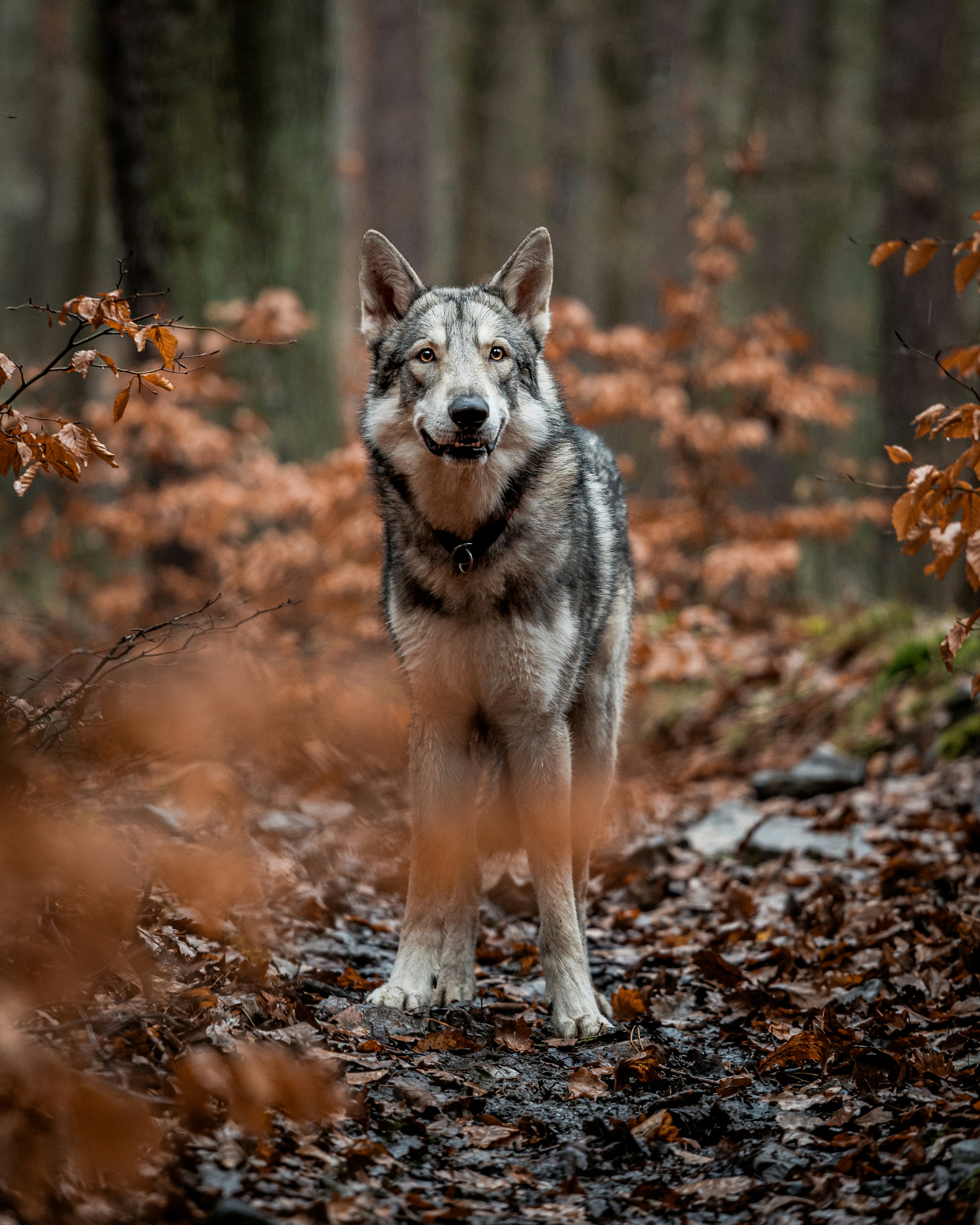 Photo by honzareznik