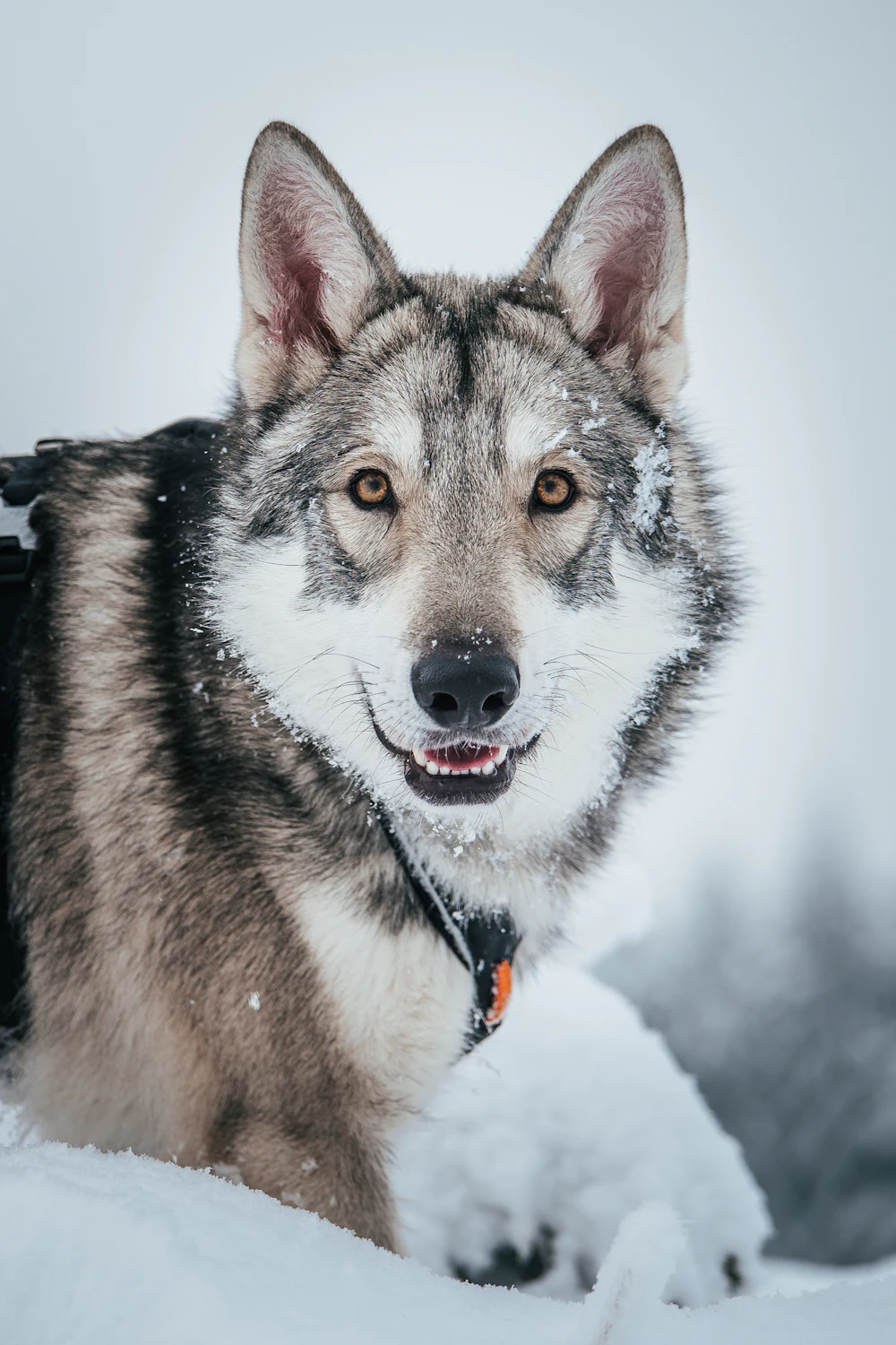 Saarloos Wolfdog, photo 3