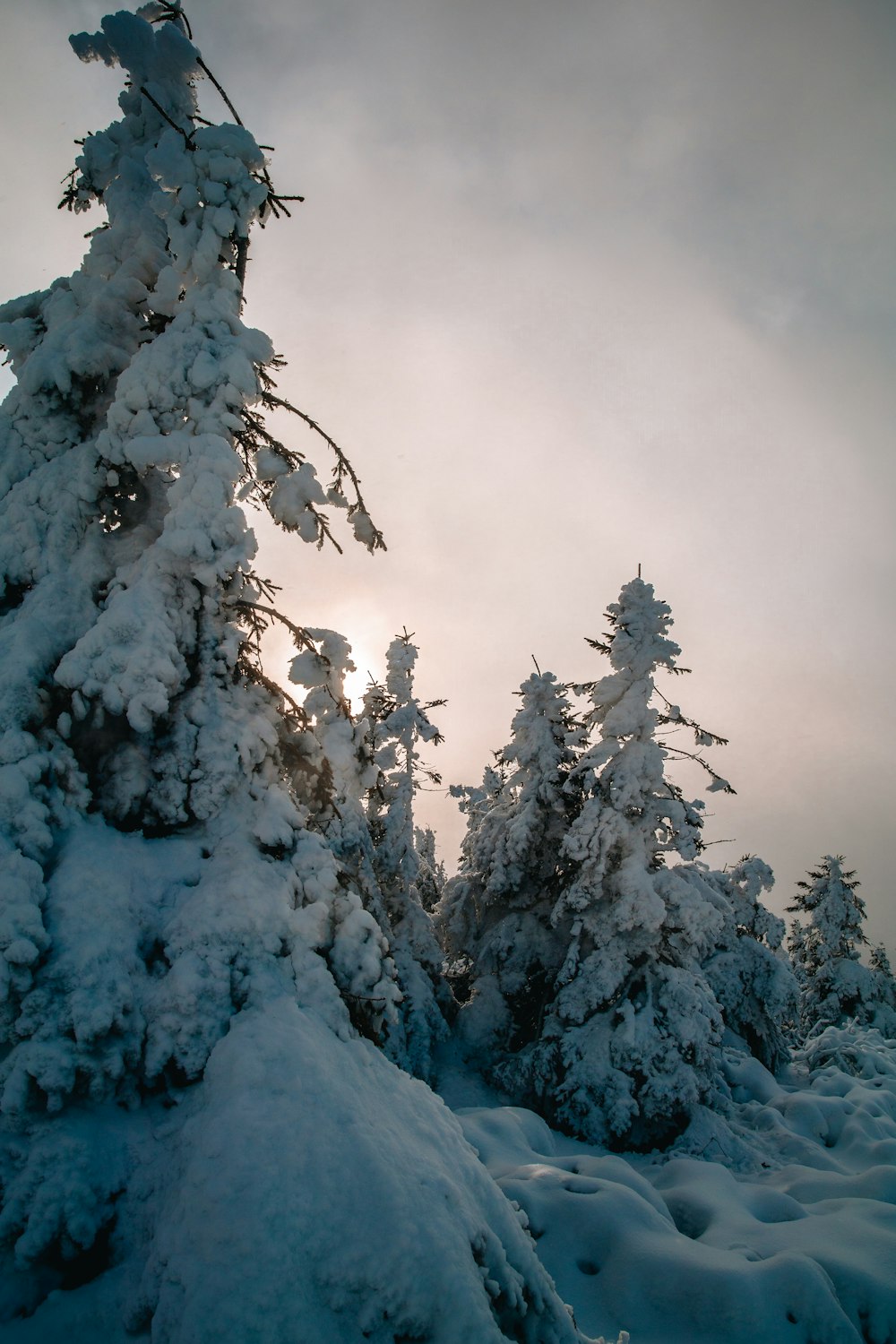 uma floresta nevada com árvores