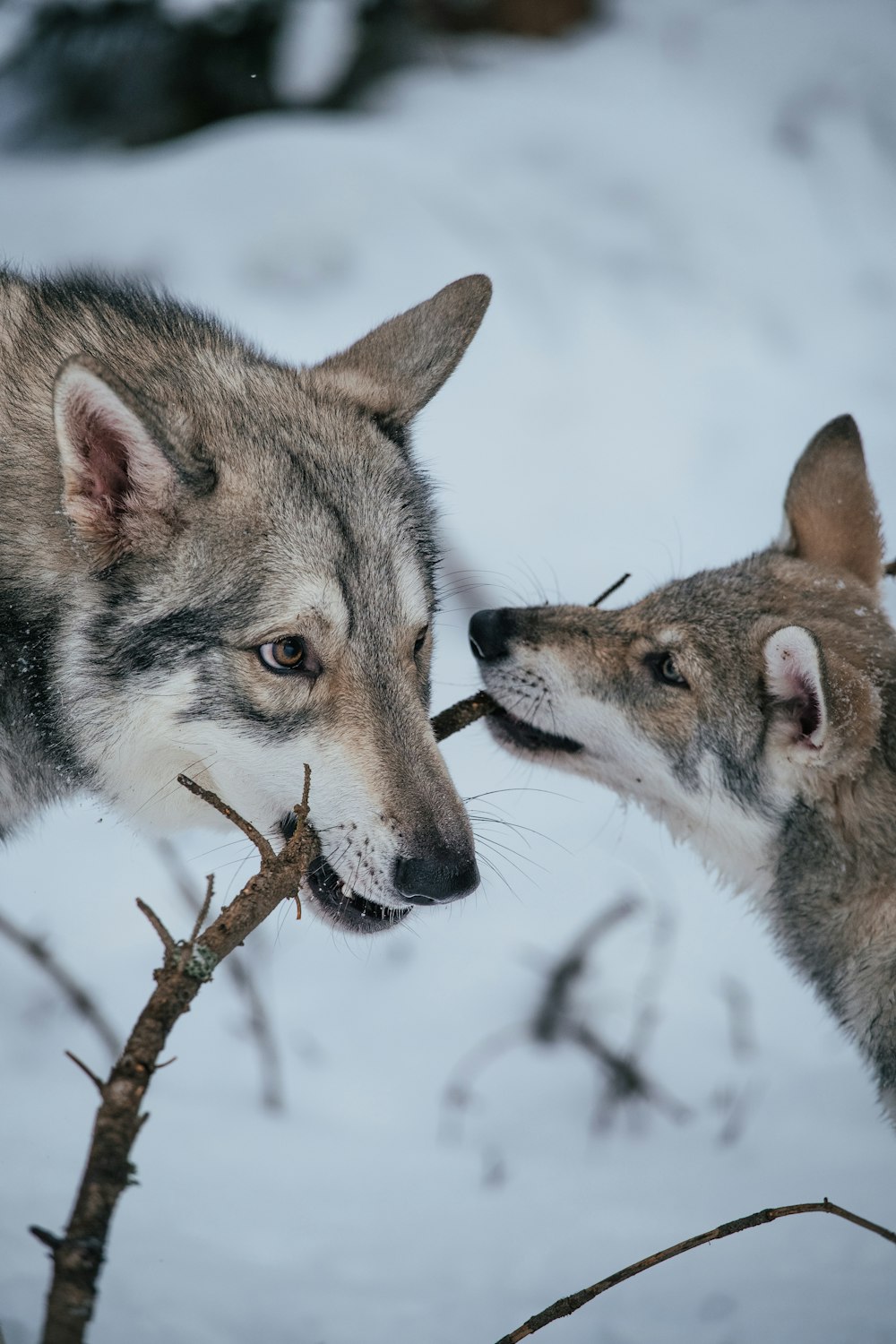 a couple of wolves in the snow