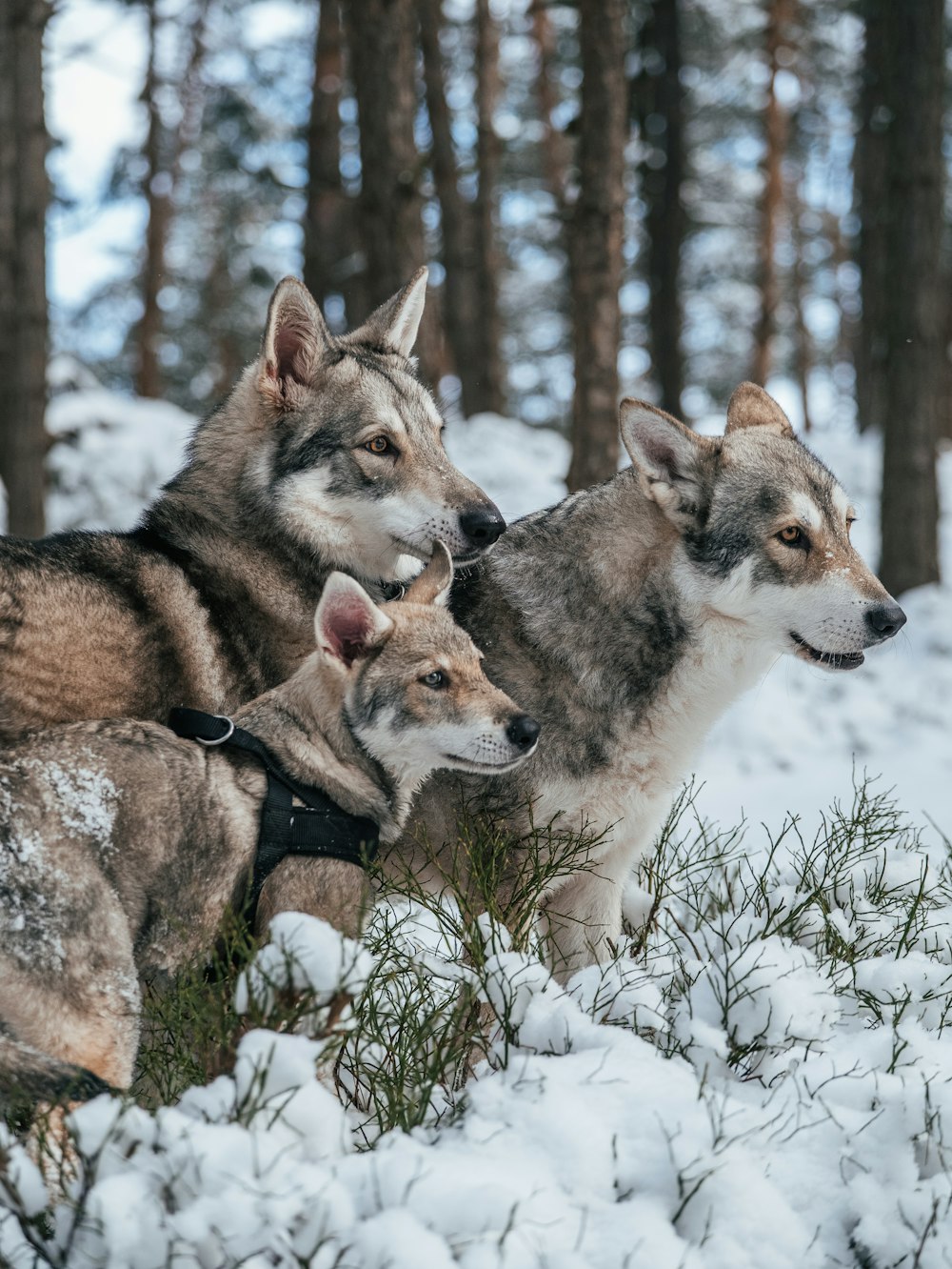 a group of dogs in the snow