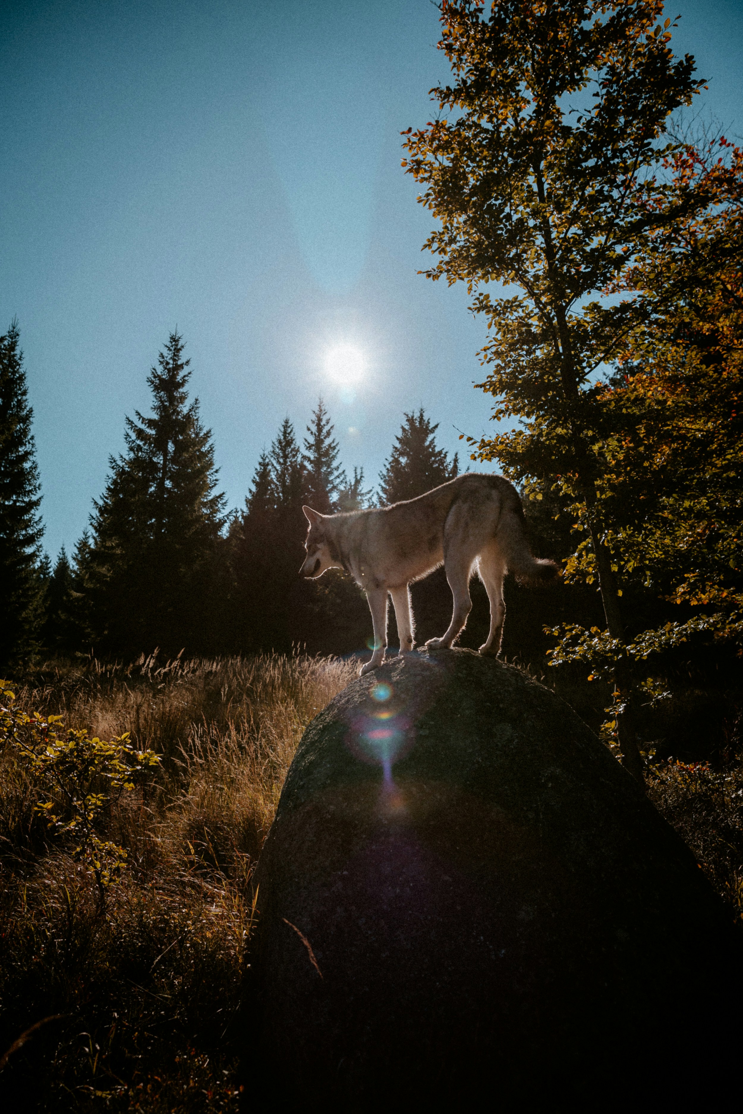 Photo by honzareznik