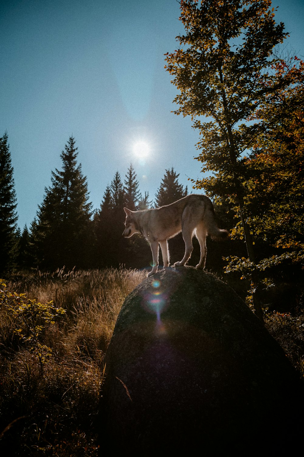 a horse standing on a rock