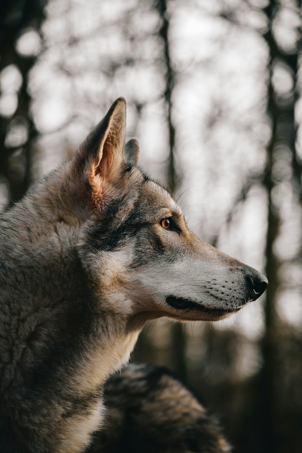 Ein Wolf im Schnee