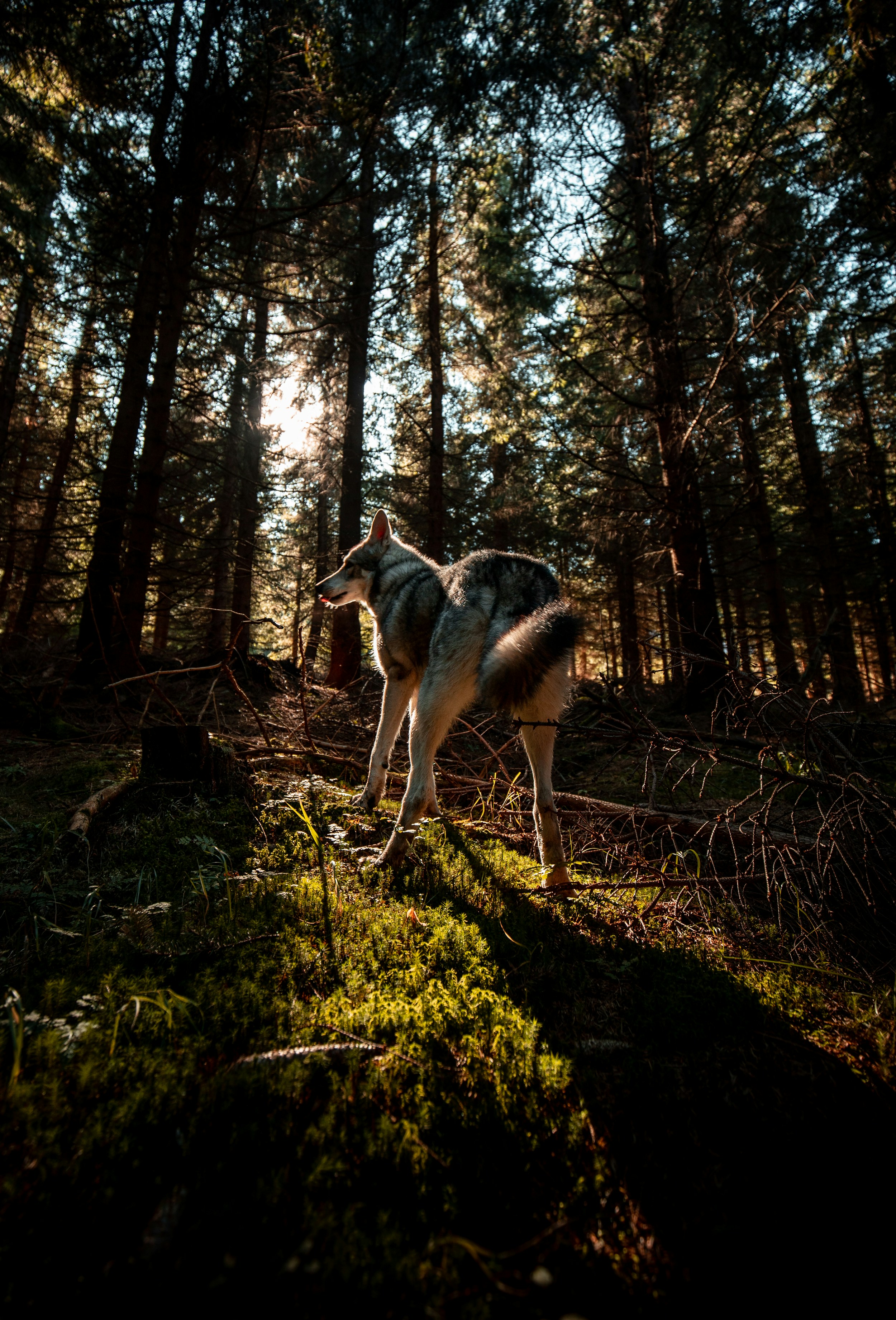 Photo by honzareznik