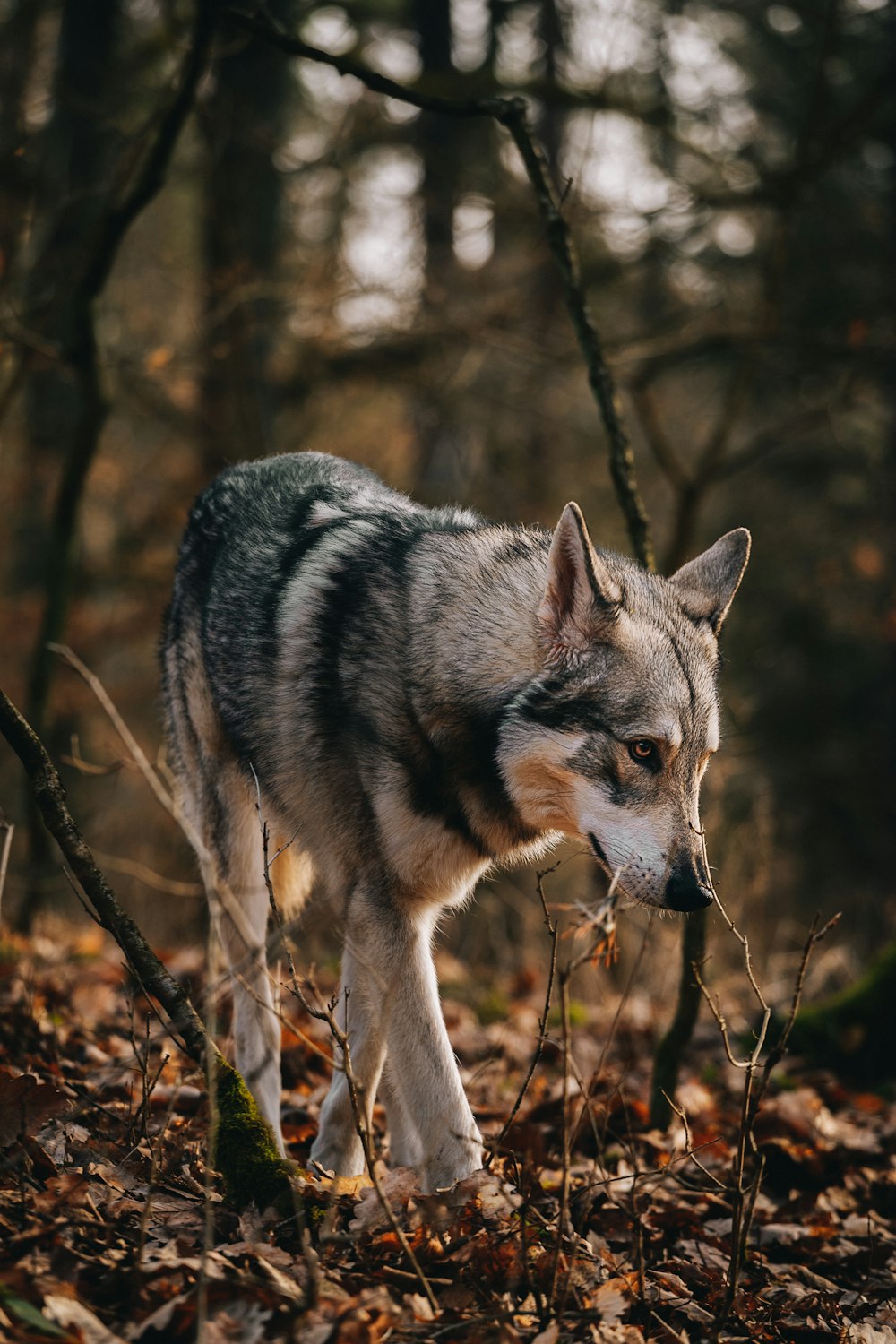 um lobo na floresta