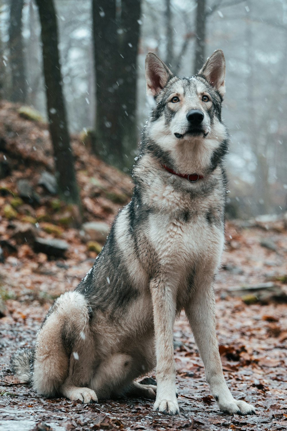 a dog sitting in the woods