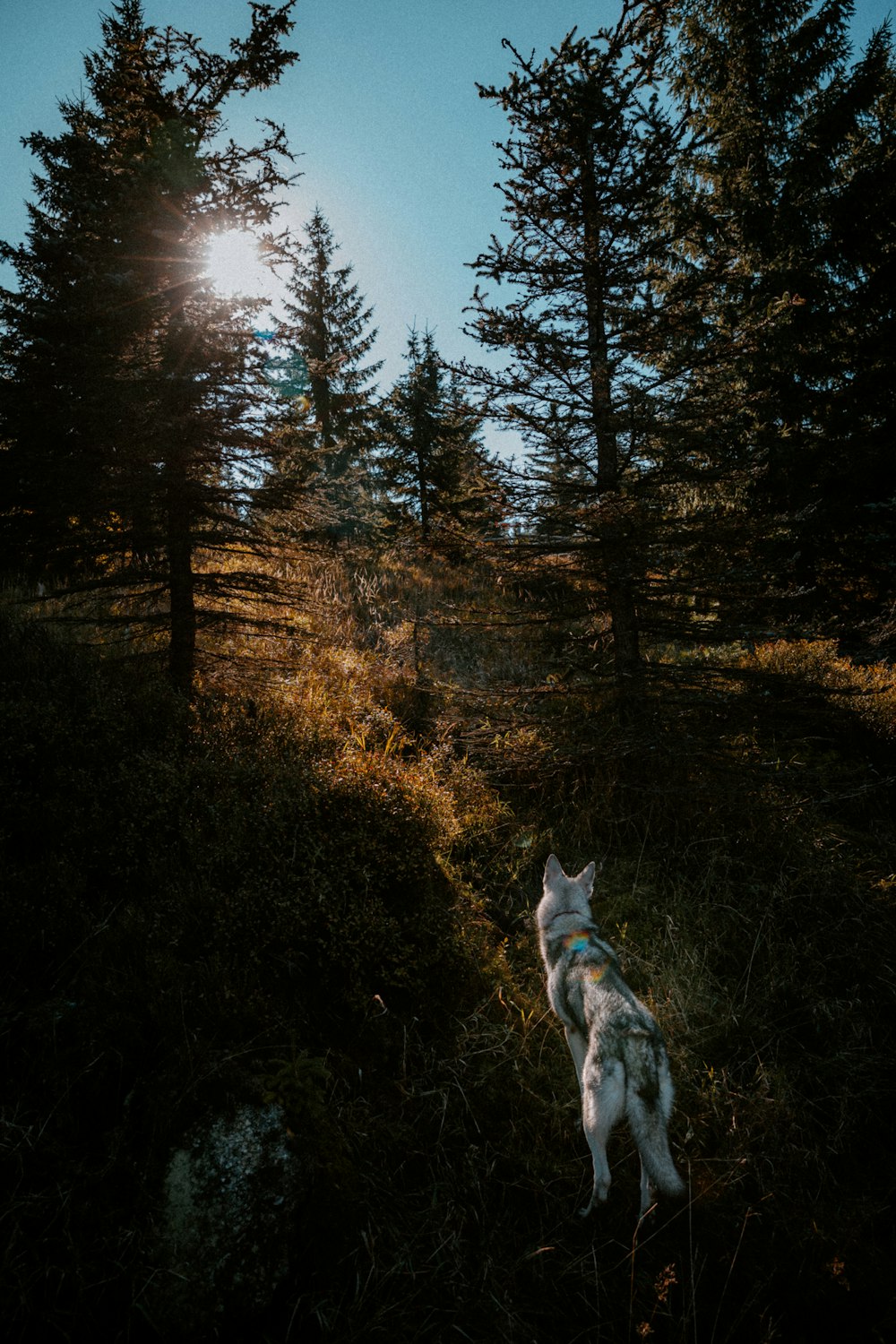 a dog standing in a forest